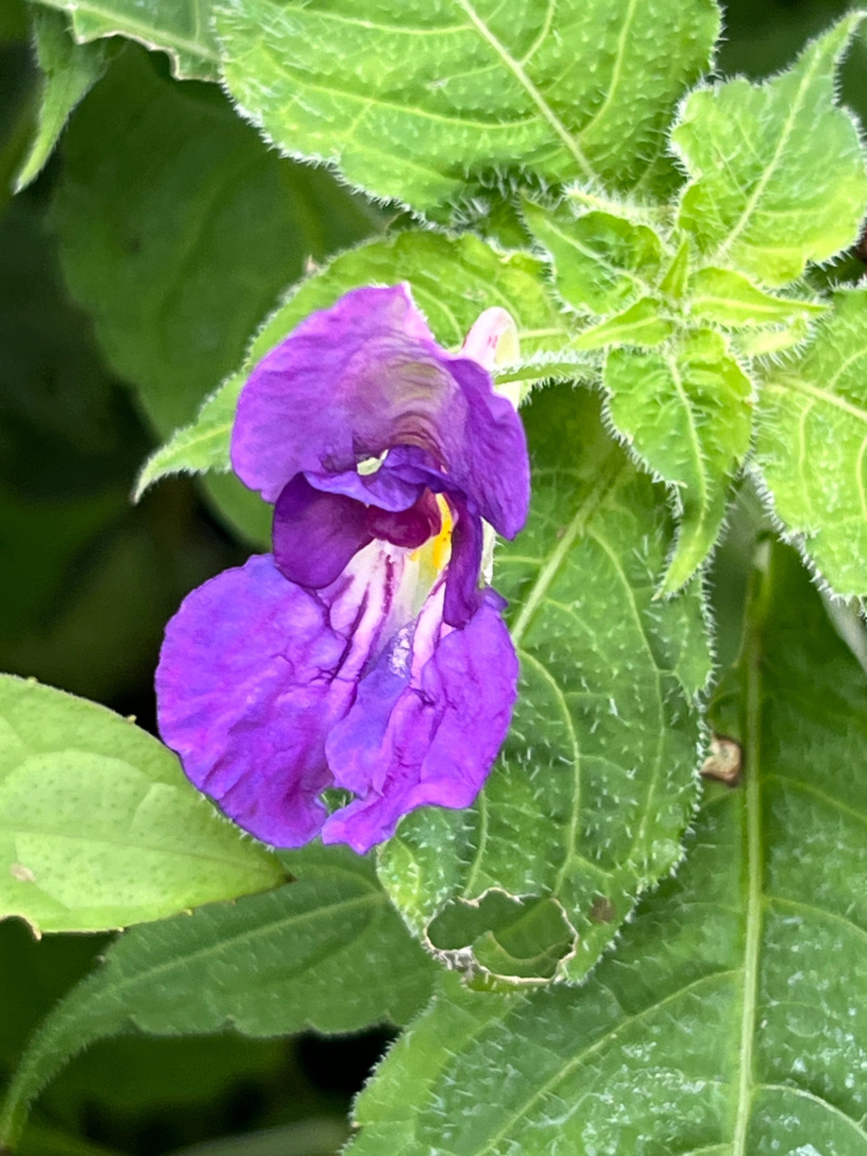 Impatiens puberula HWJK 2063