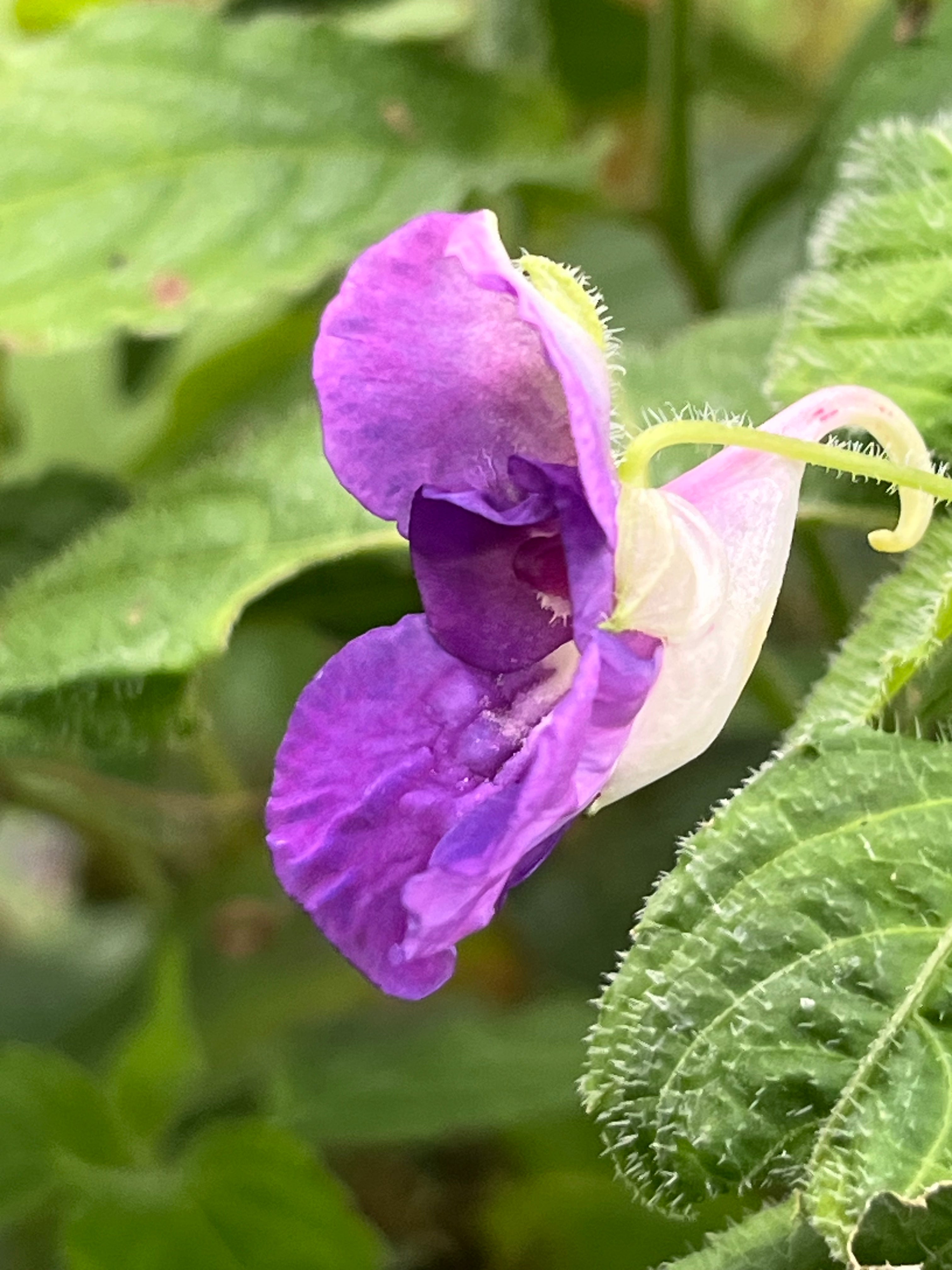 Impatiens puberula HWJK 2063