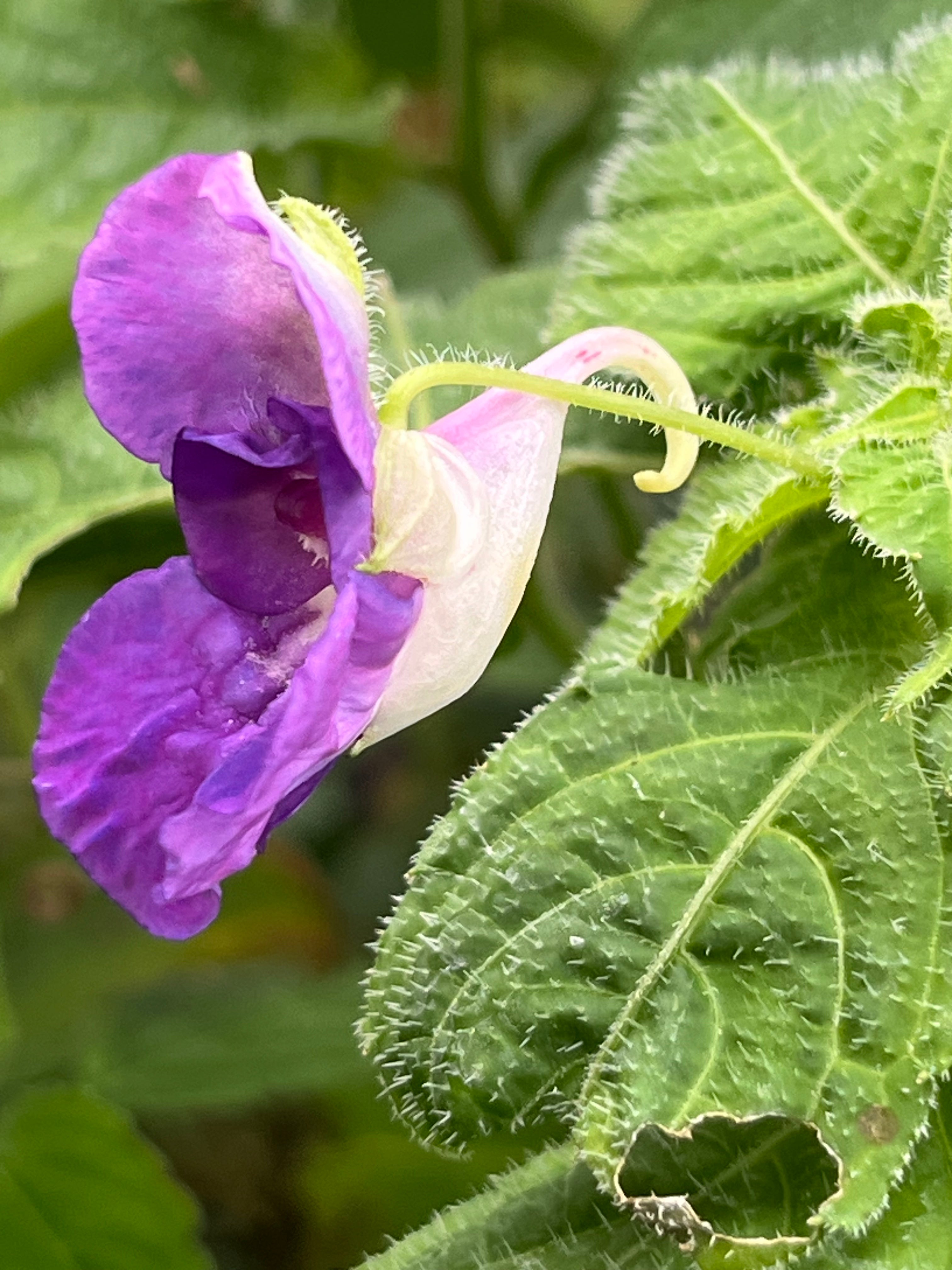 Impatiens puberula HWJK 2063