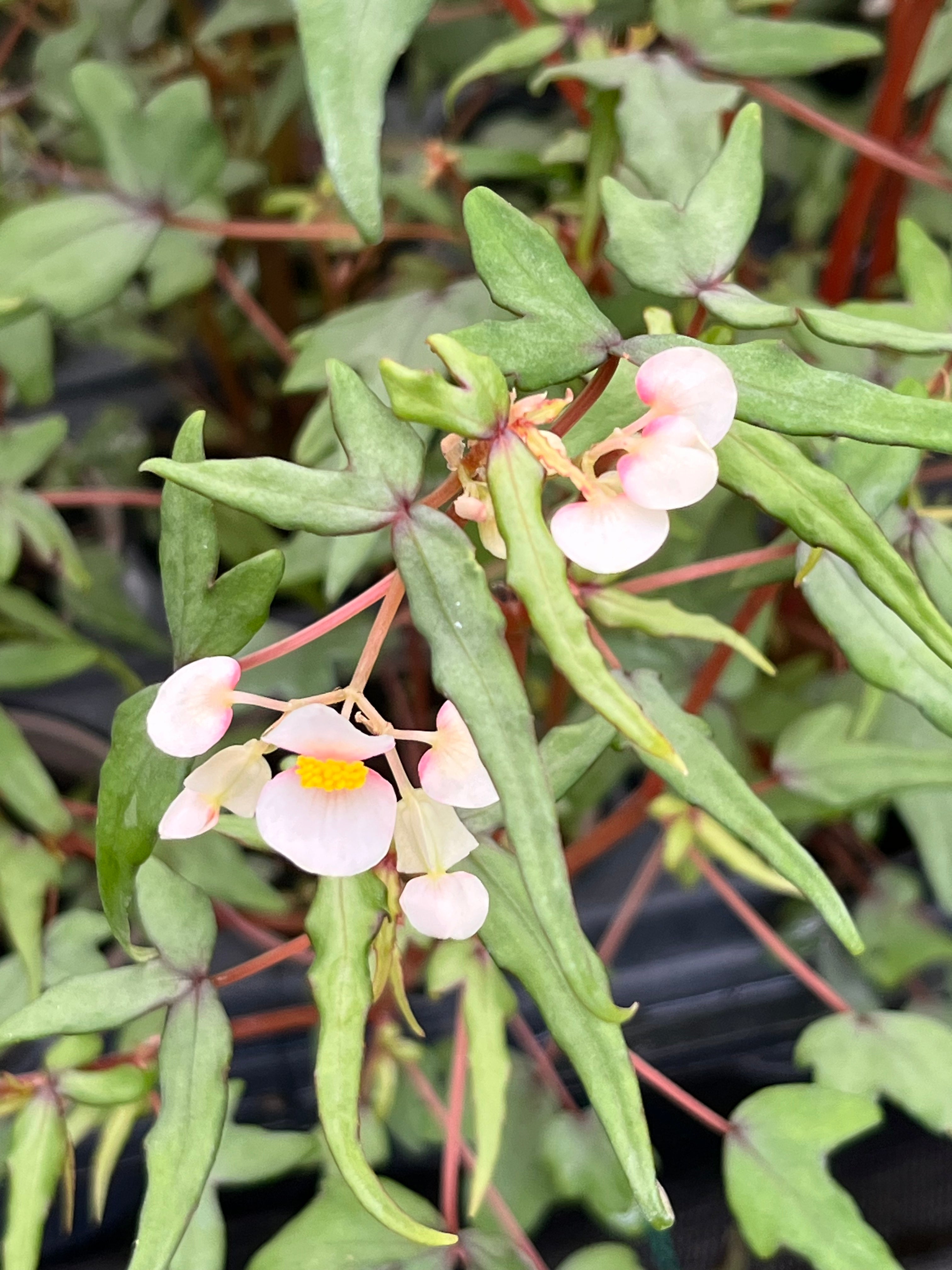 Begonia dregei var. partita