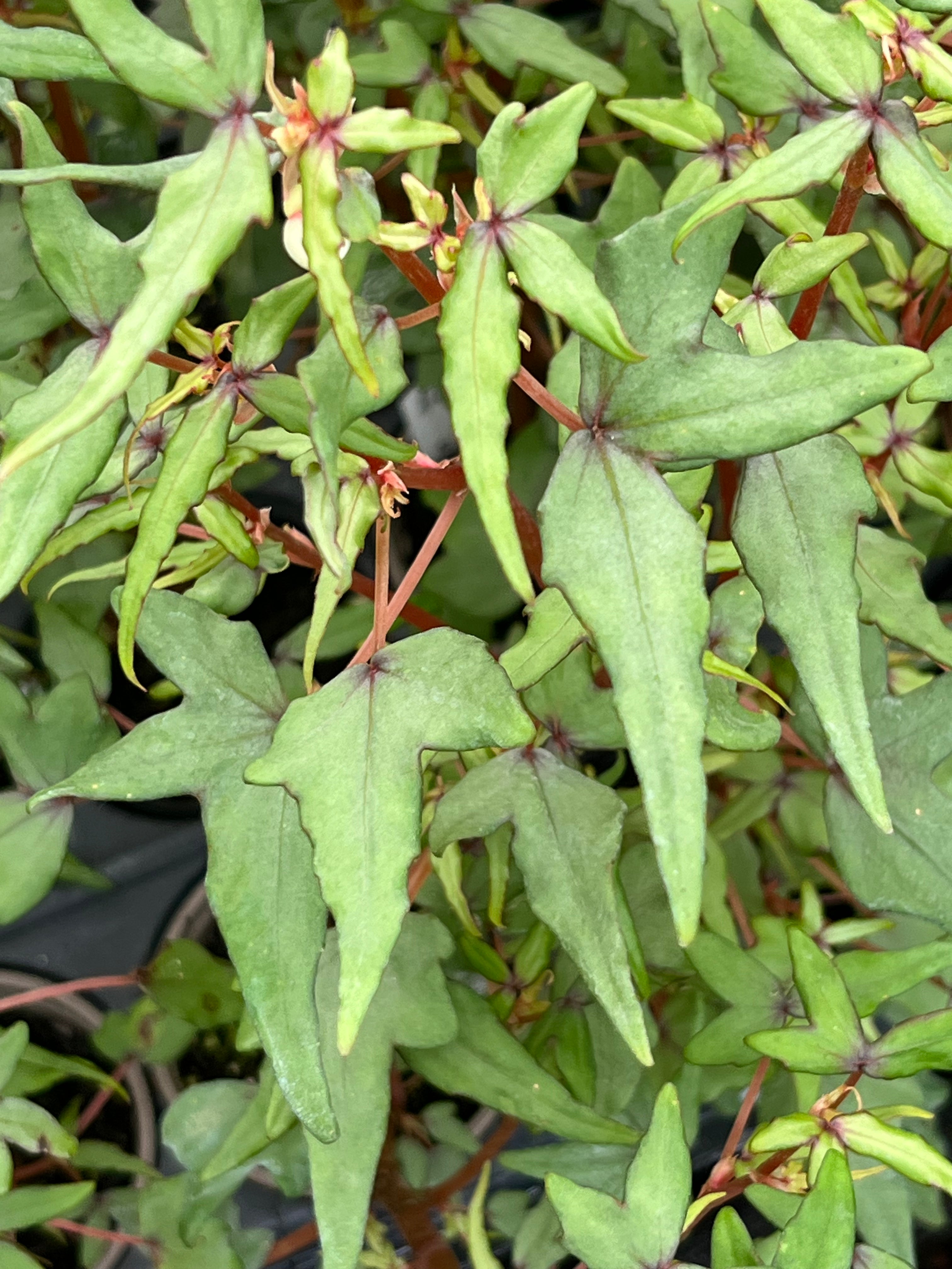 Begonia dregei var. partita