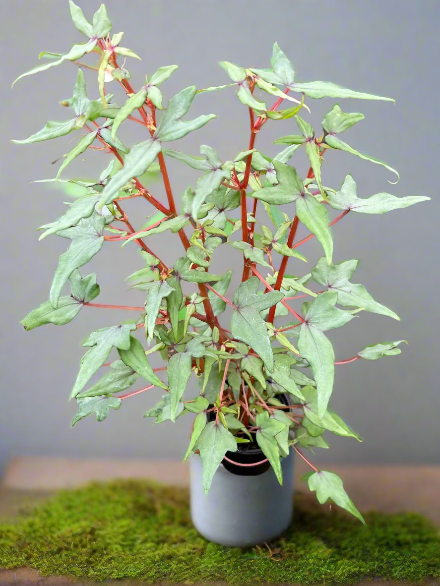Begonia dregei var. partita