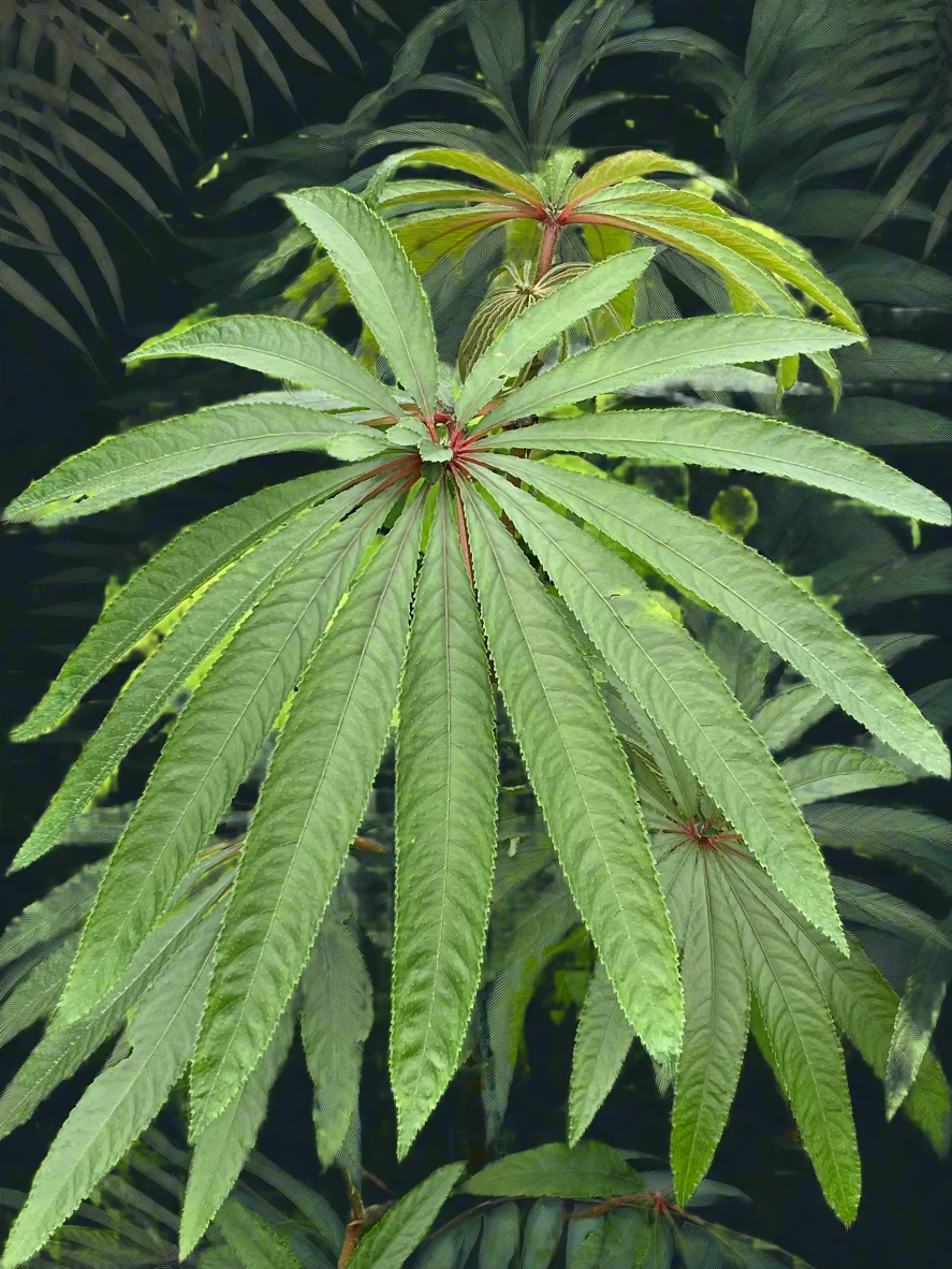 Begonia luxurians