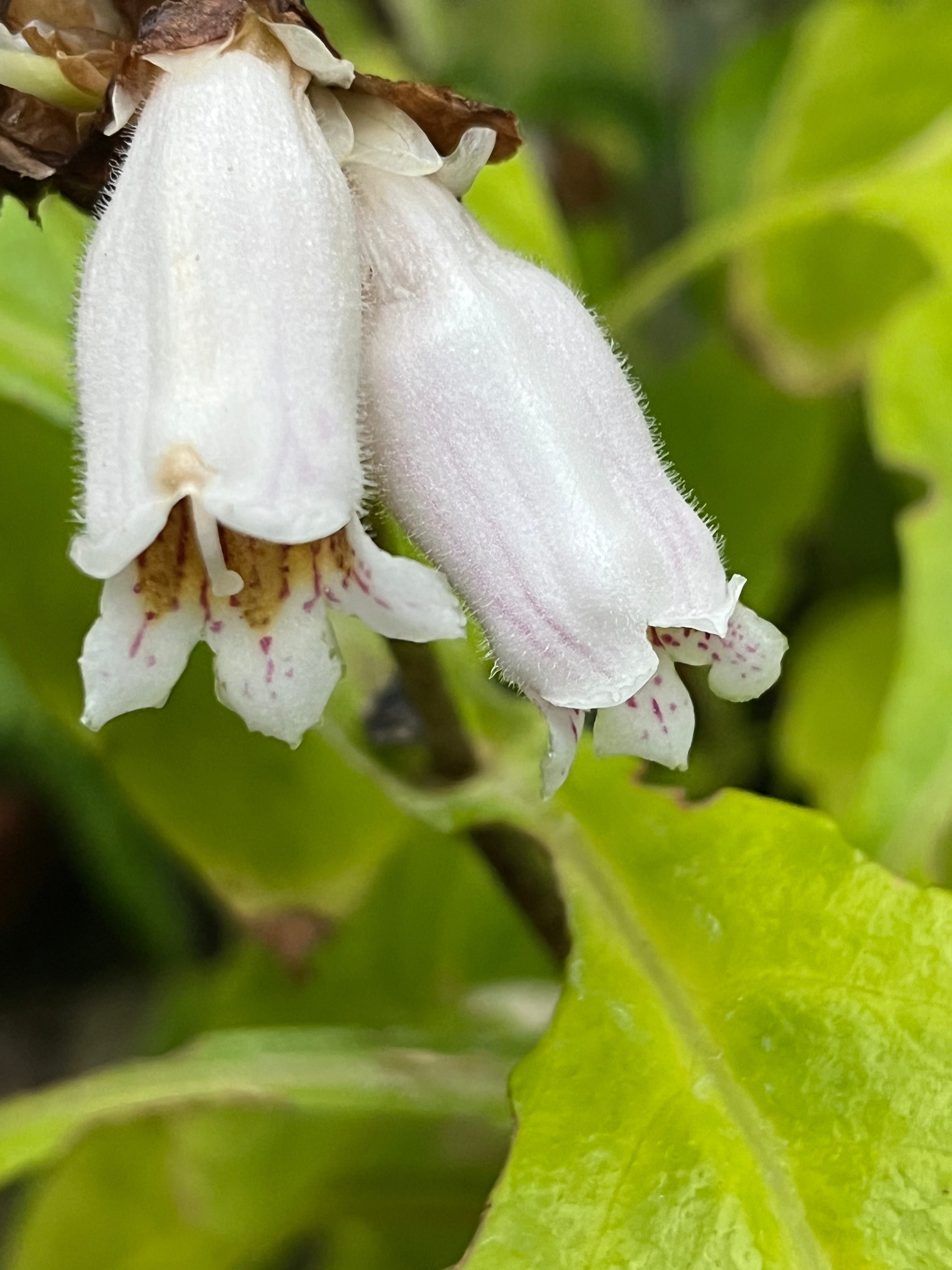 Hemiboea aff. subcapitata BO 15-100