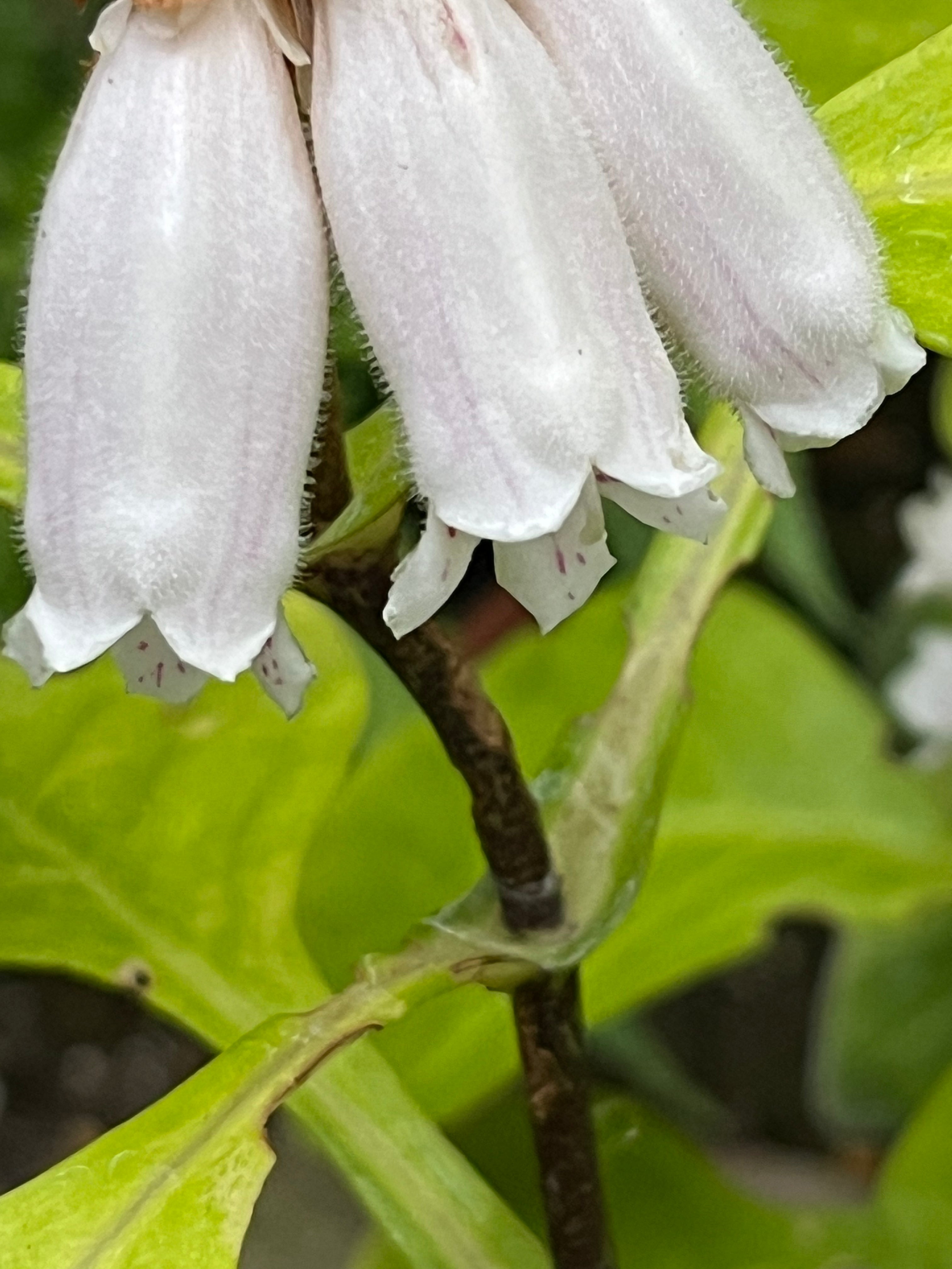 Hemiboea aff. subcapitata BO 15-100