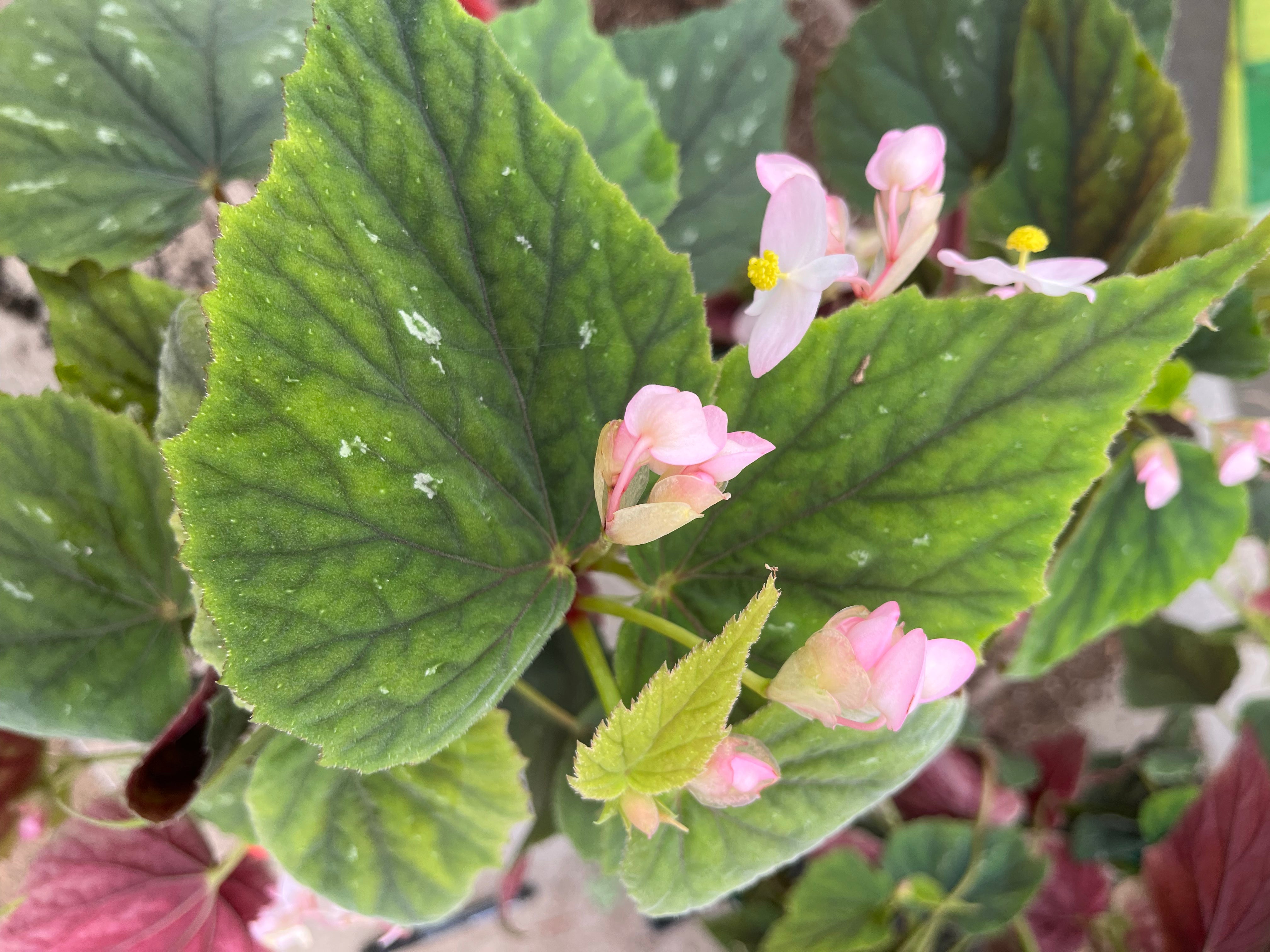 Begonia grandis subsp. holostyla 'Nanjiang Silver'