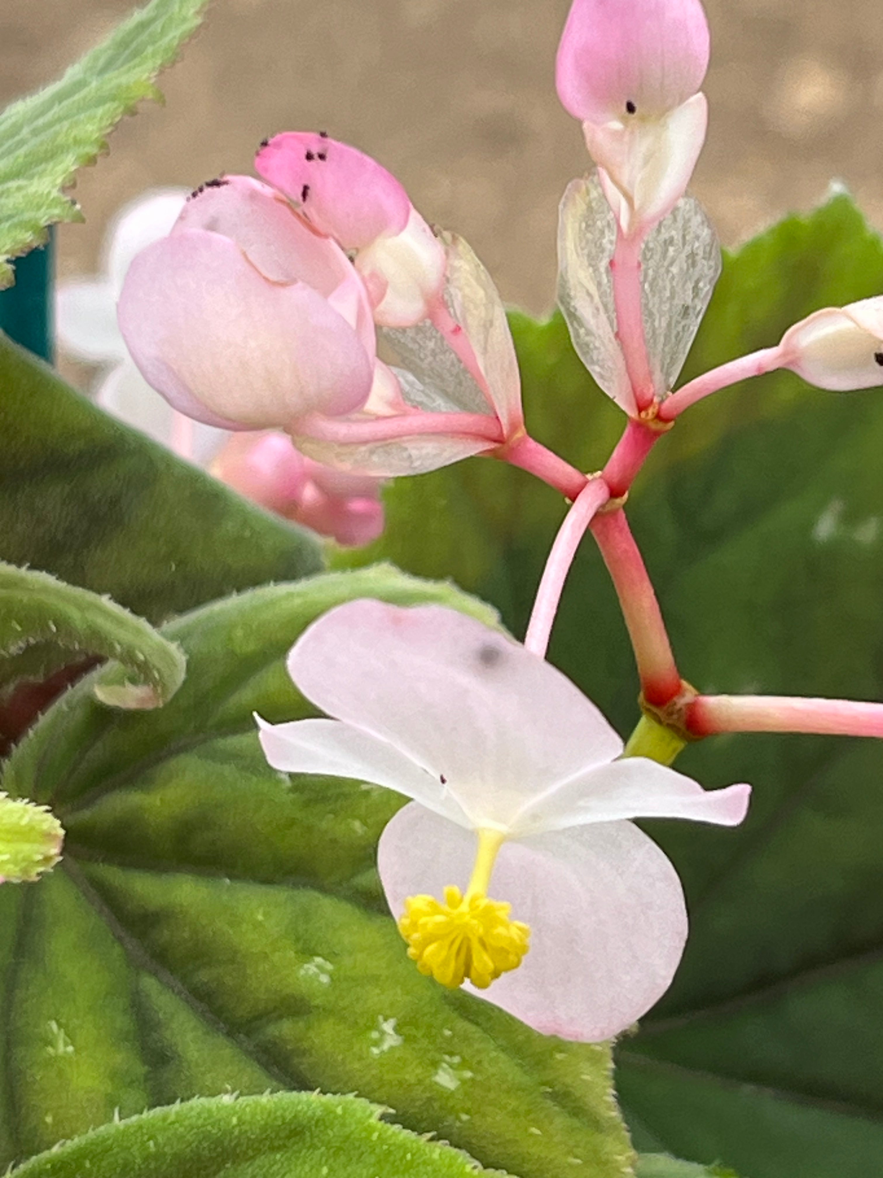 Begonia grandis subsp. holostyla 'Nanjiang Silver'