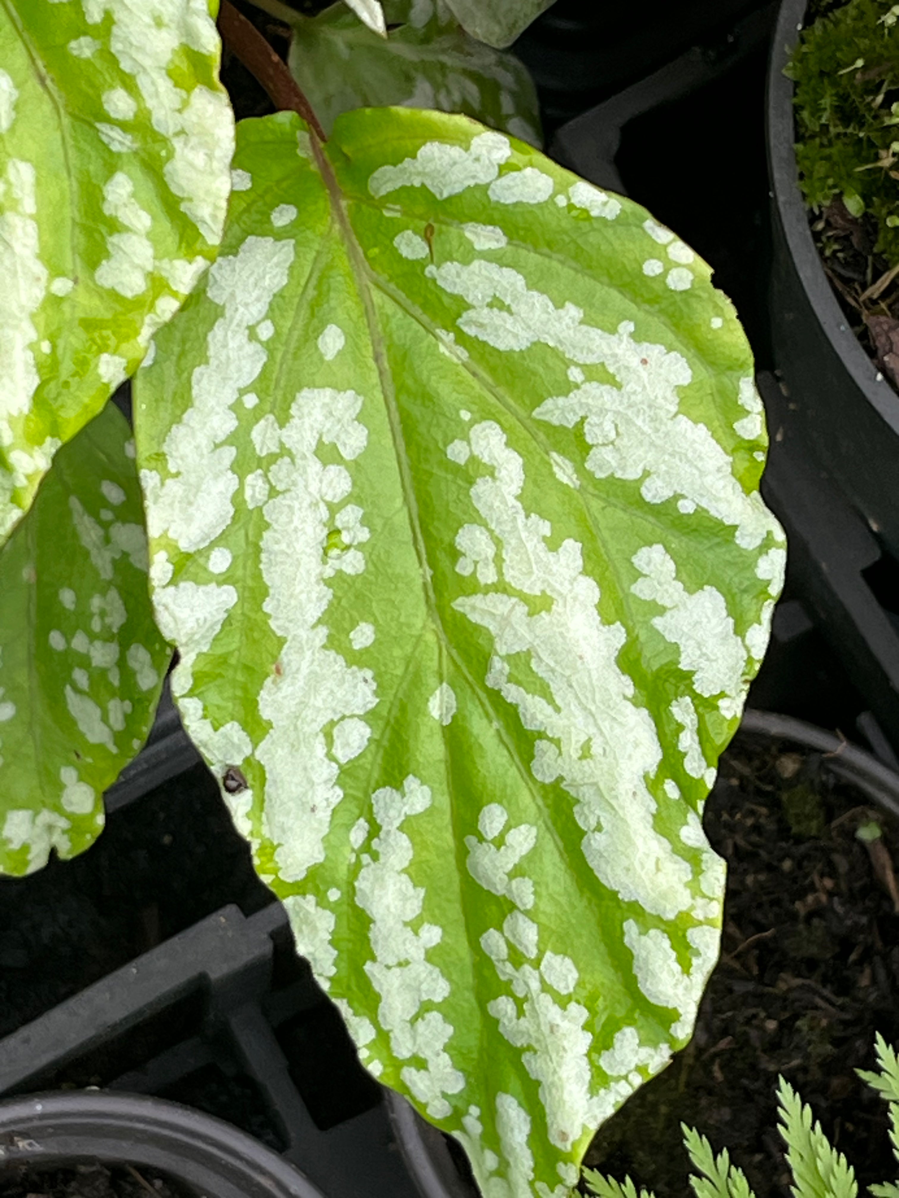 Begonia hatacoa var. hatacoa