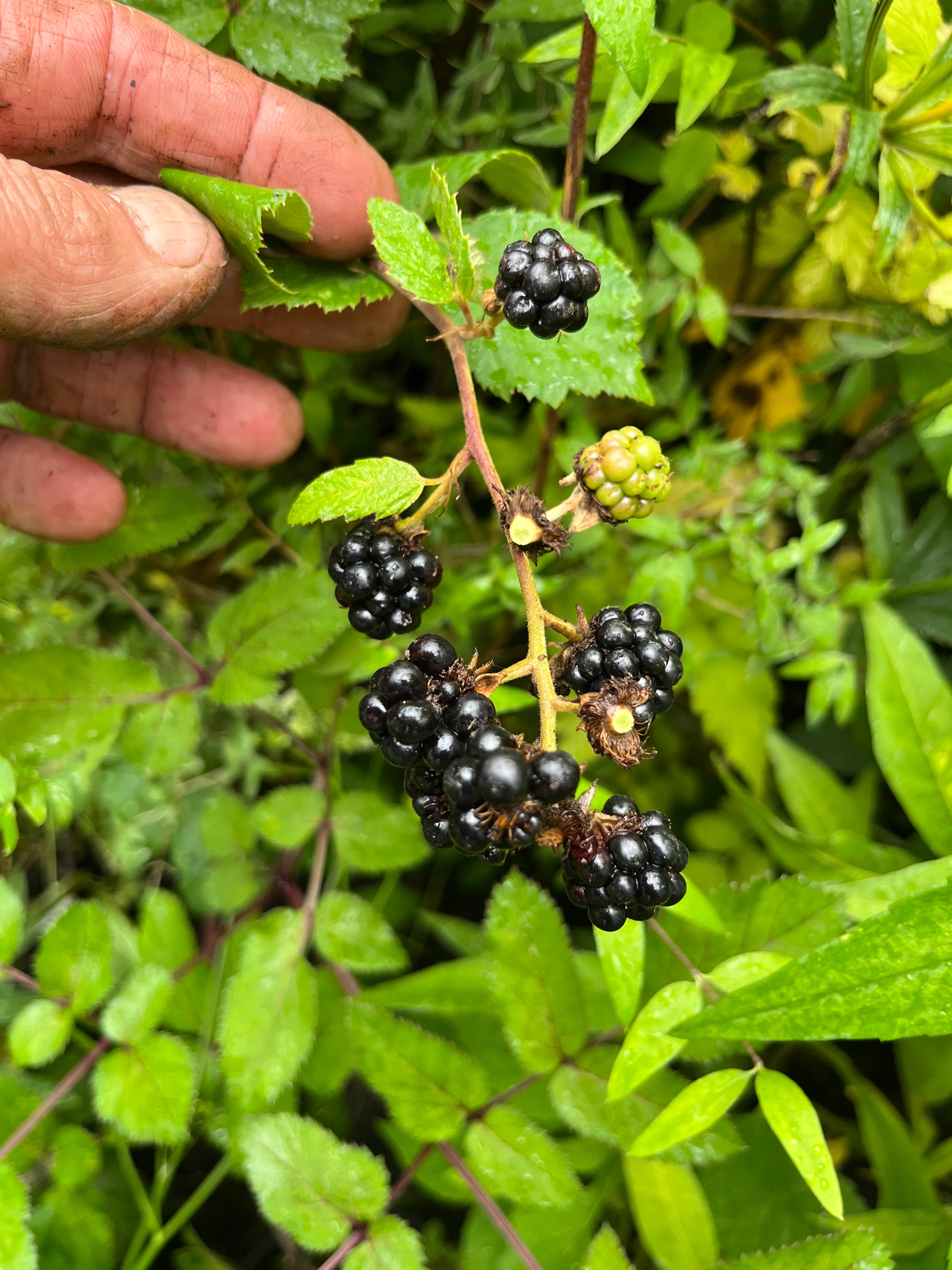 Rubus fruticosus ‘Merton Thornless’