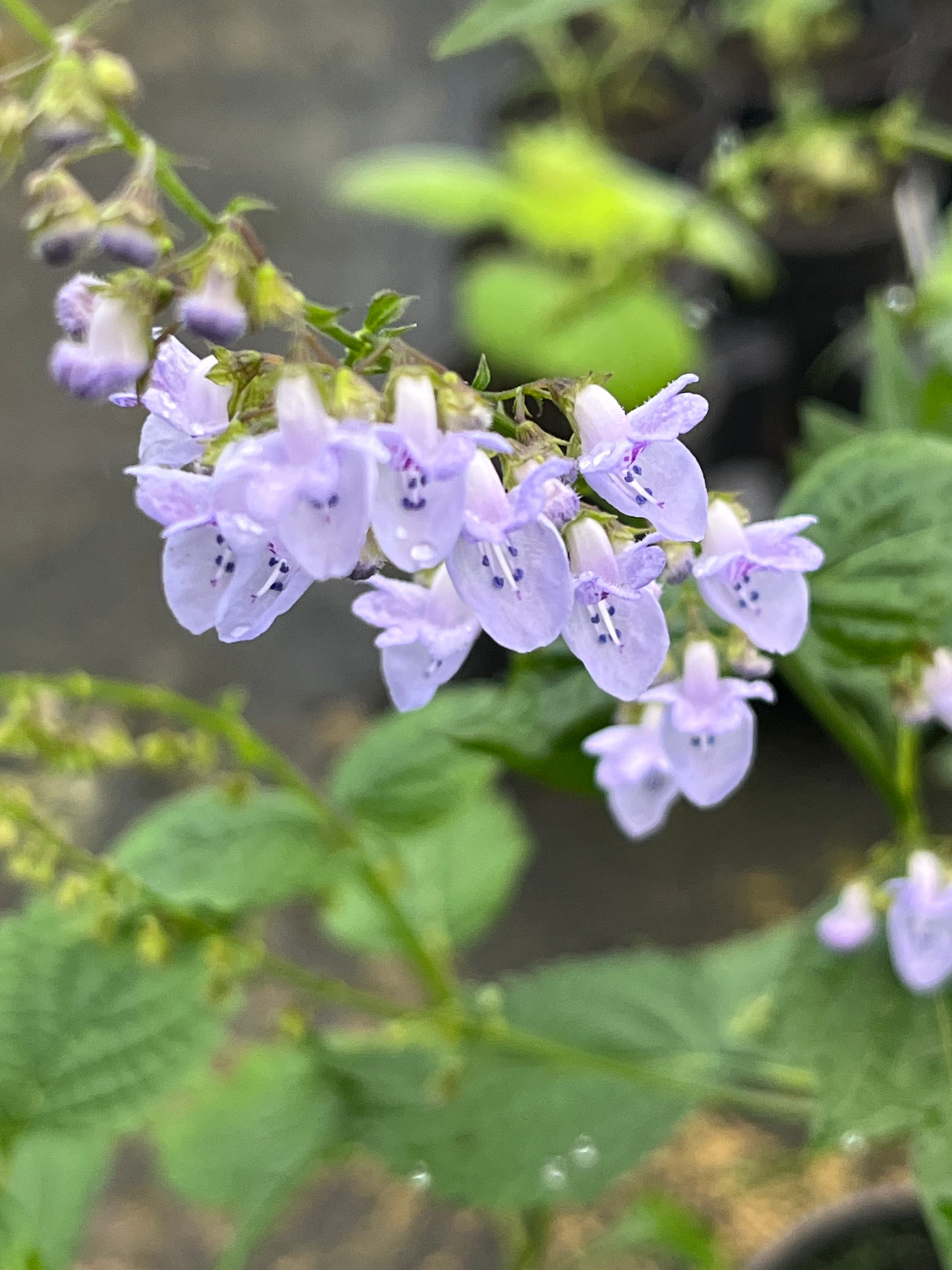 Isodon (Plectranthus) excisus