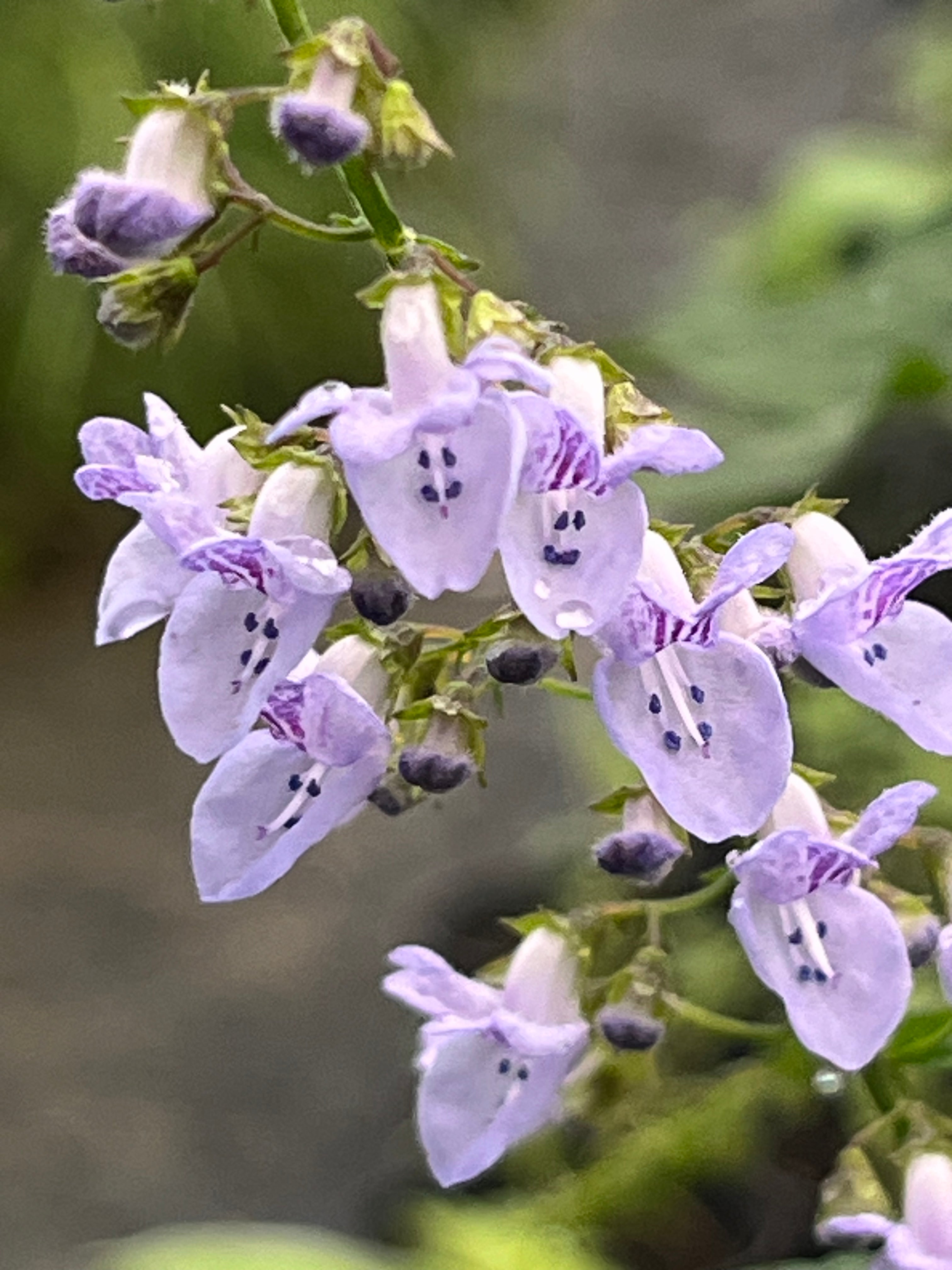 Isodon (Plectranthus) excisus