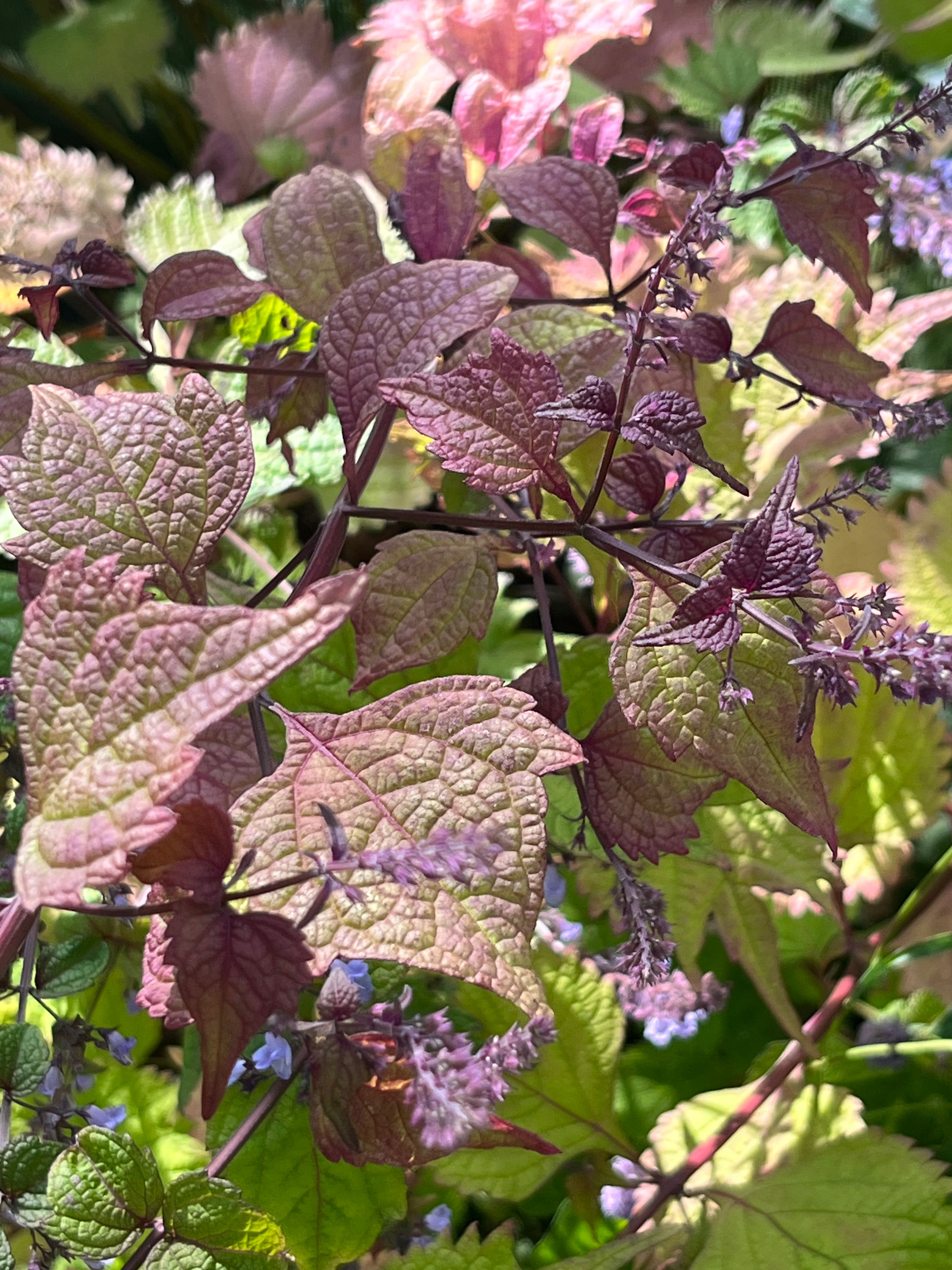 Isodon (Plectranthus) excisus