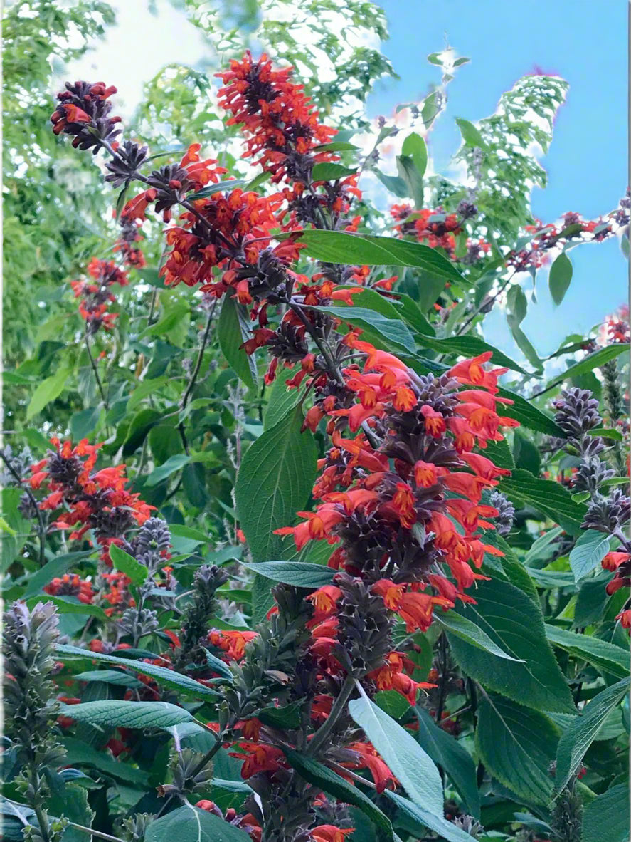 Colquhounia coccinea 'Nepalese Flame'
