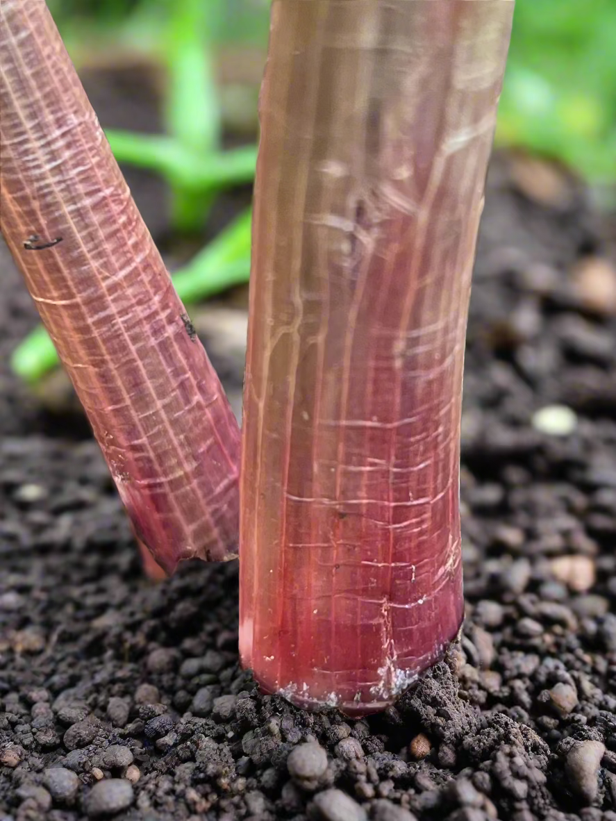 Allium cepa ‘Perutile’ EVERLASTING ONION - Red-stemmed form
