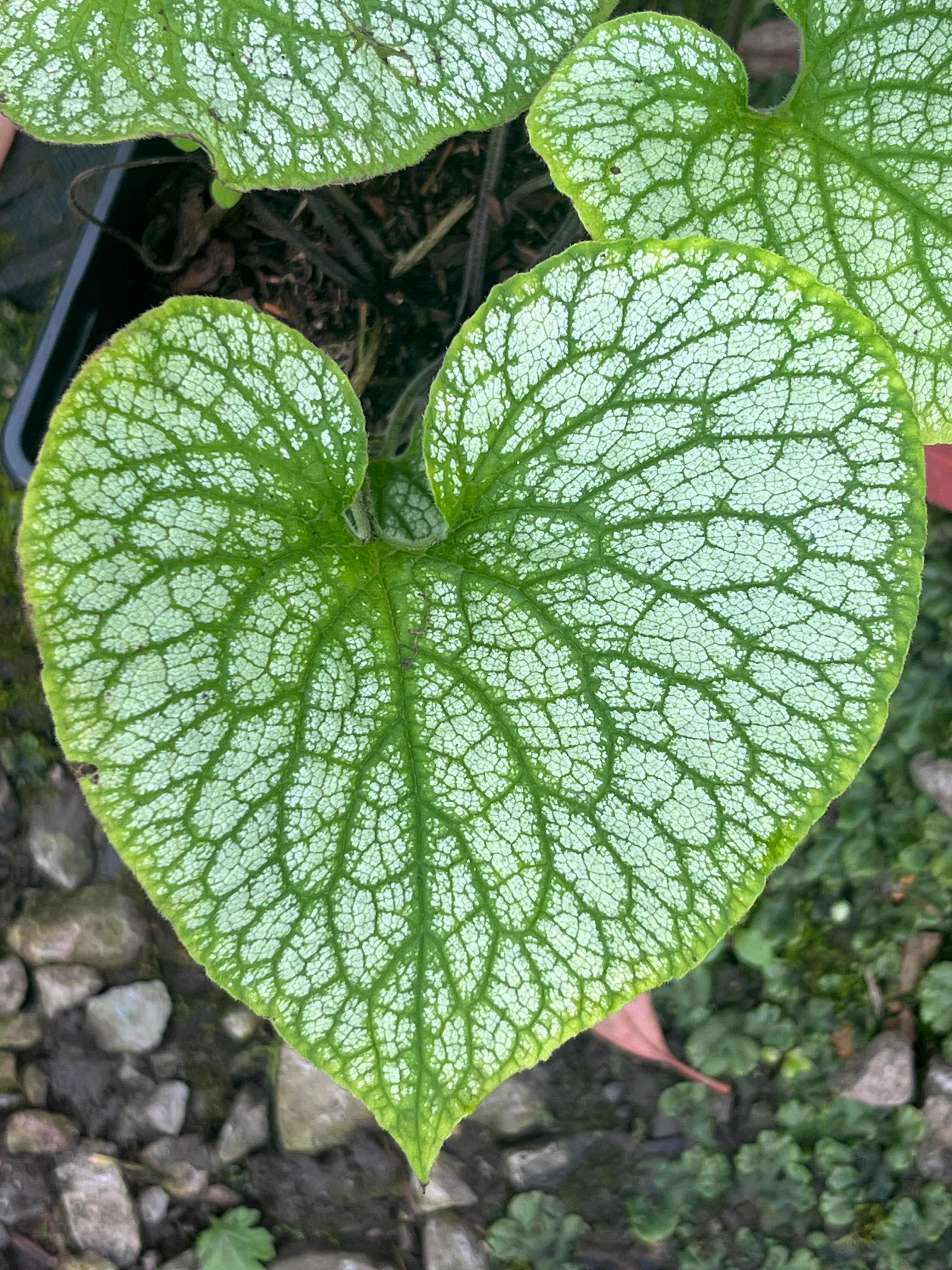 Brunnera macrophylla 'Alexander's Great'