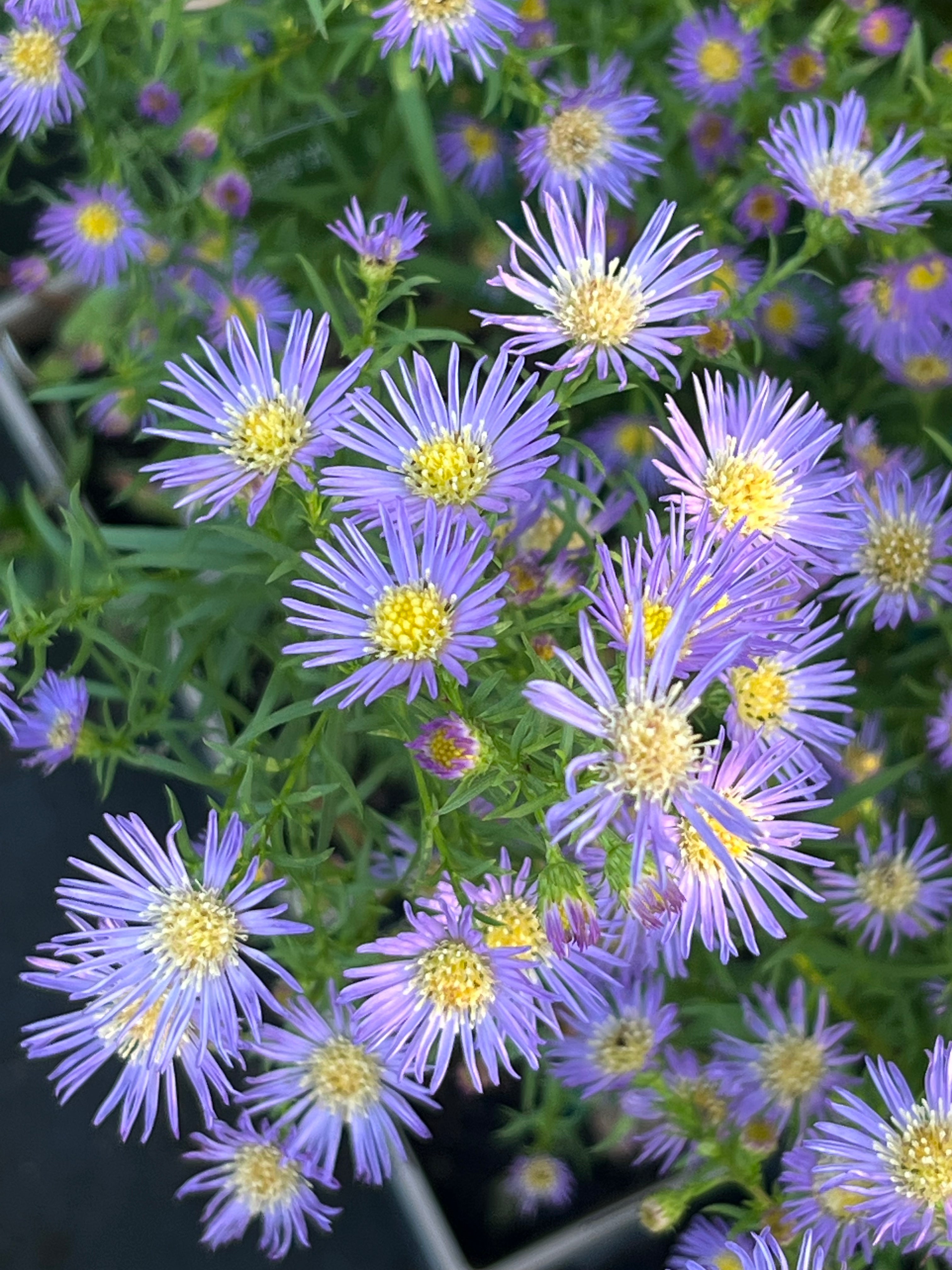 Aster (Symphyotrichum) 'Herfstweelde'