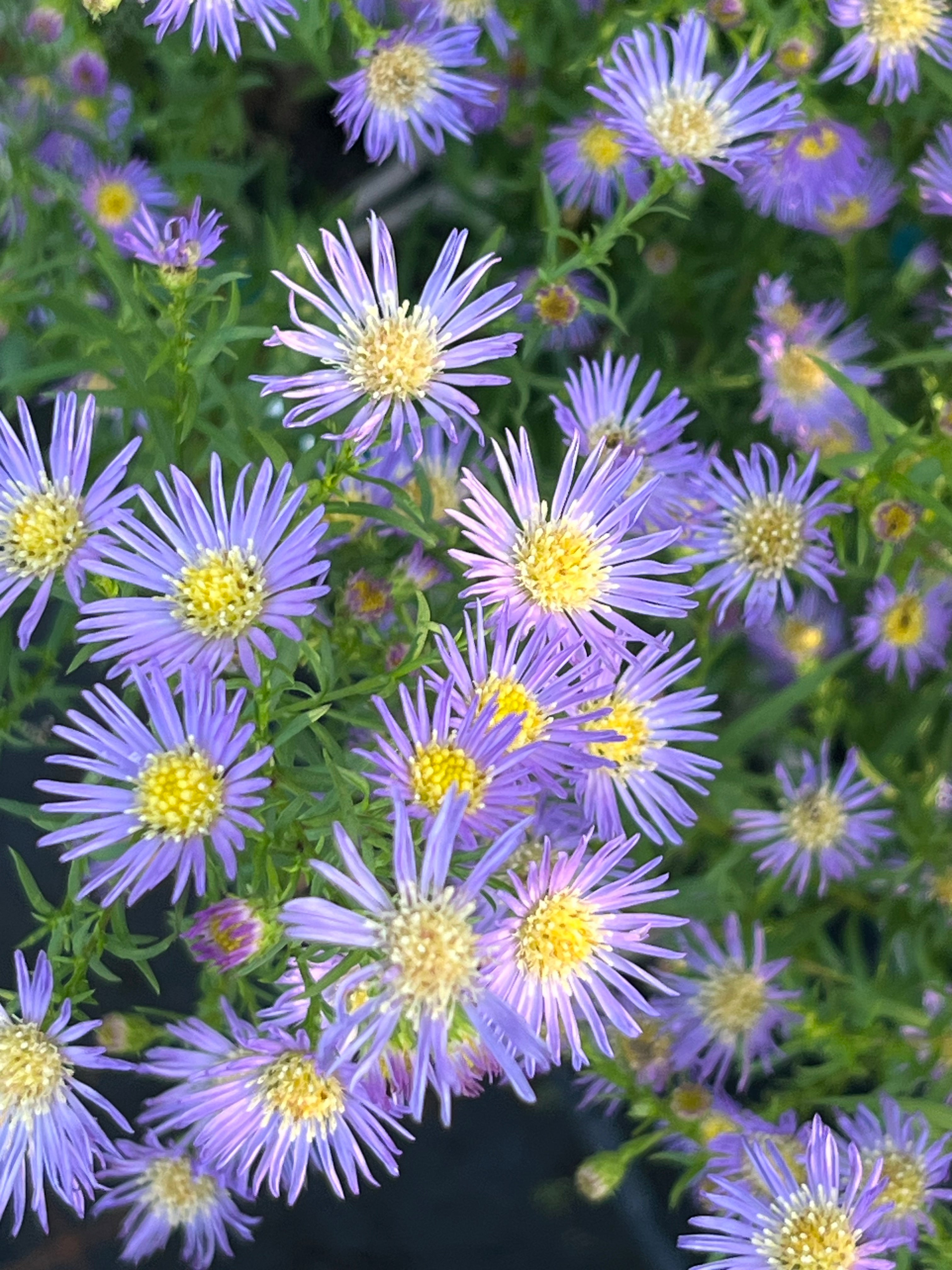 Aster (Symphyotrichum) 'Herfstweelde'