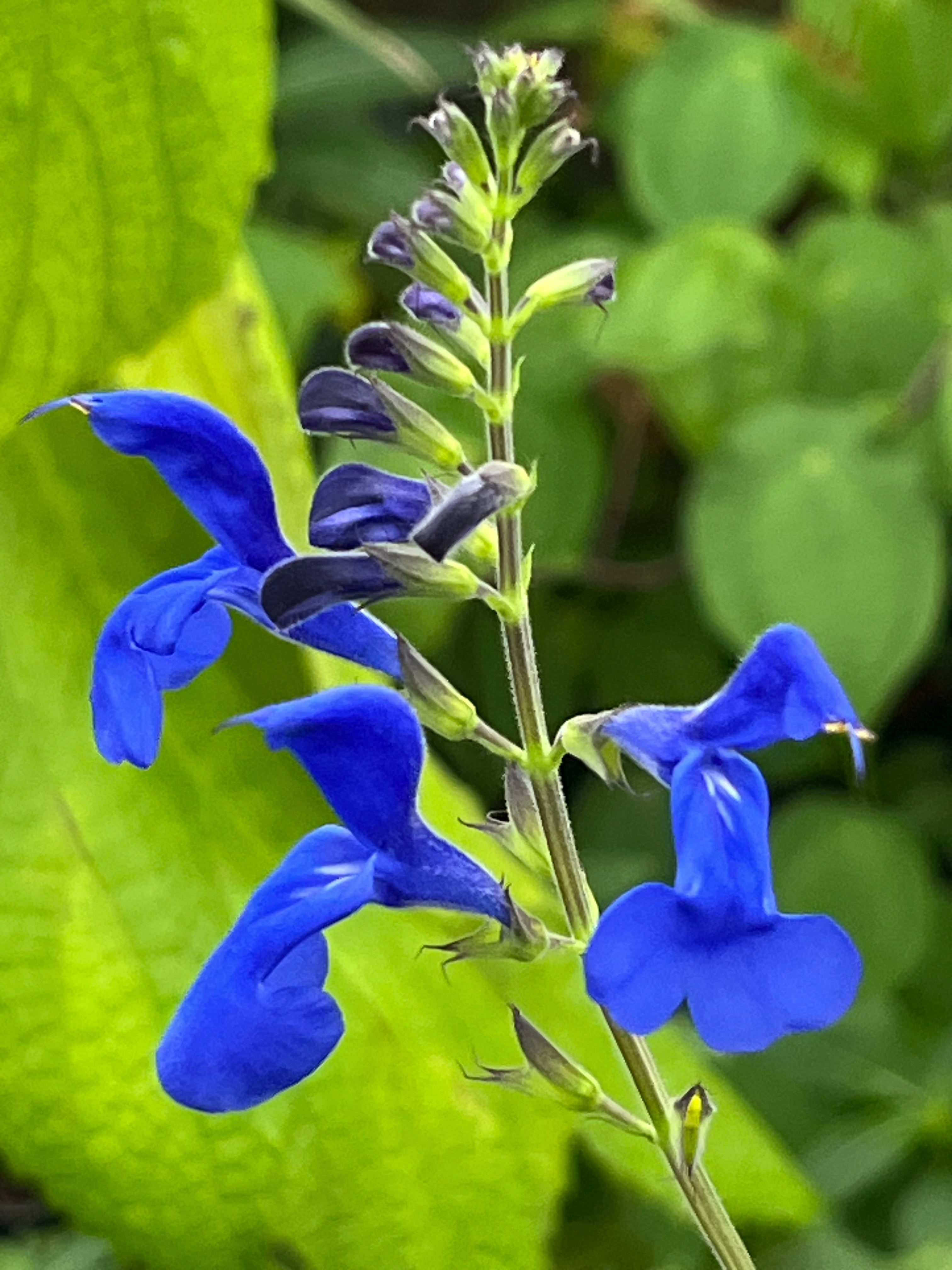 Salvia serboana