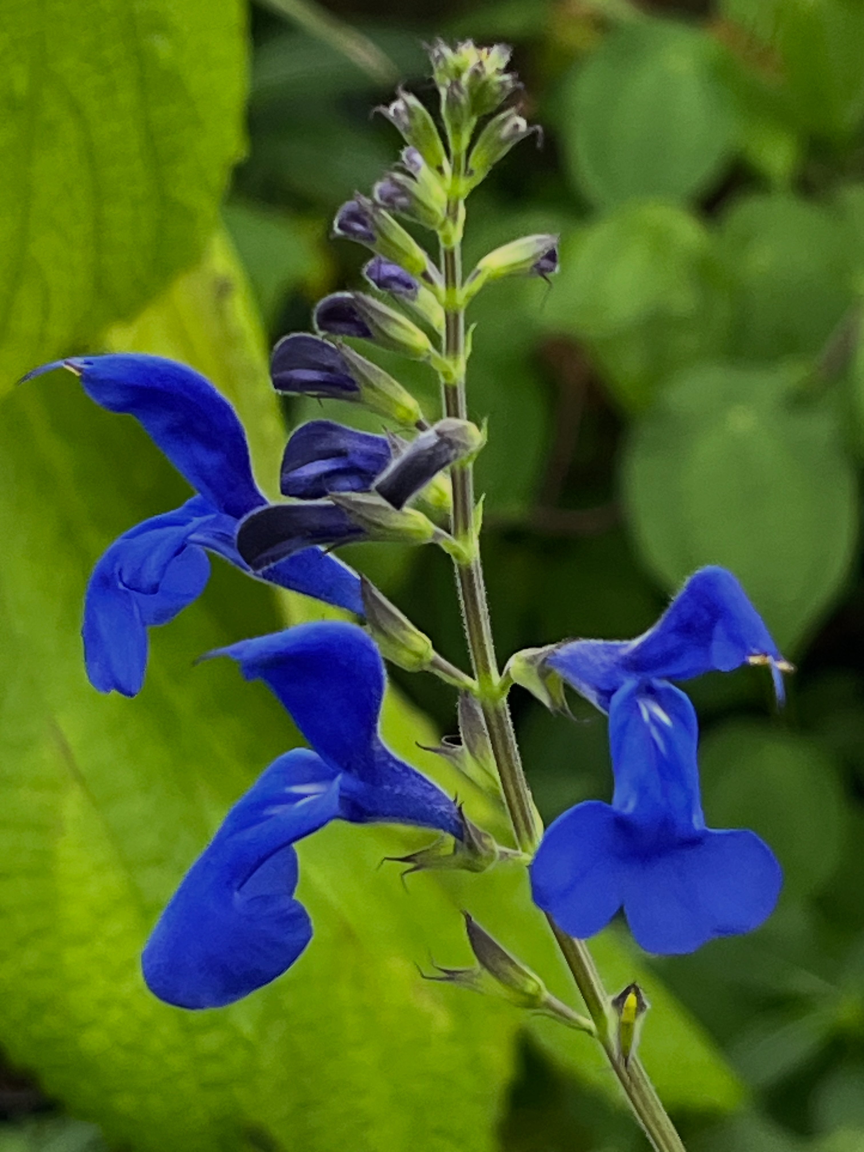 Salvia serboana