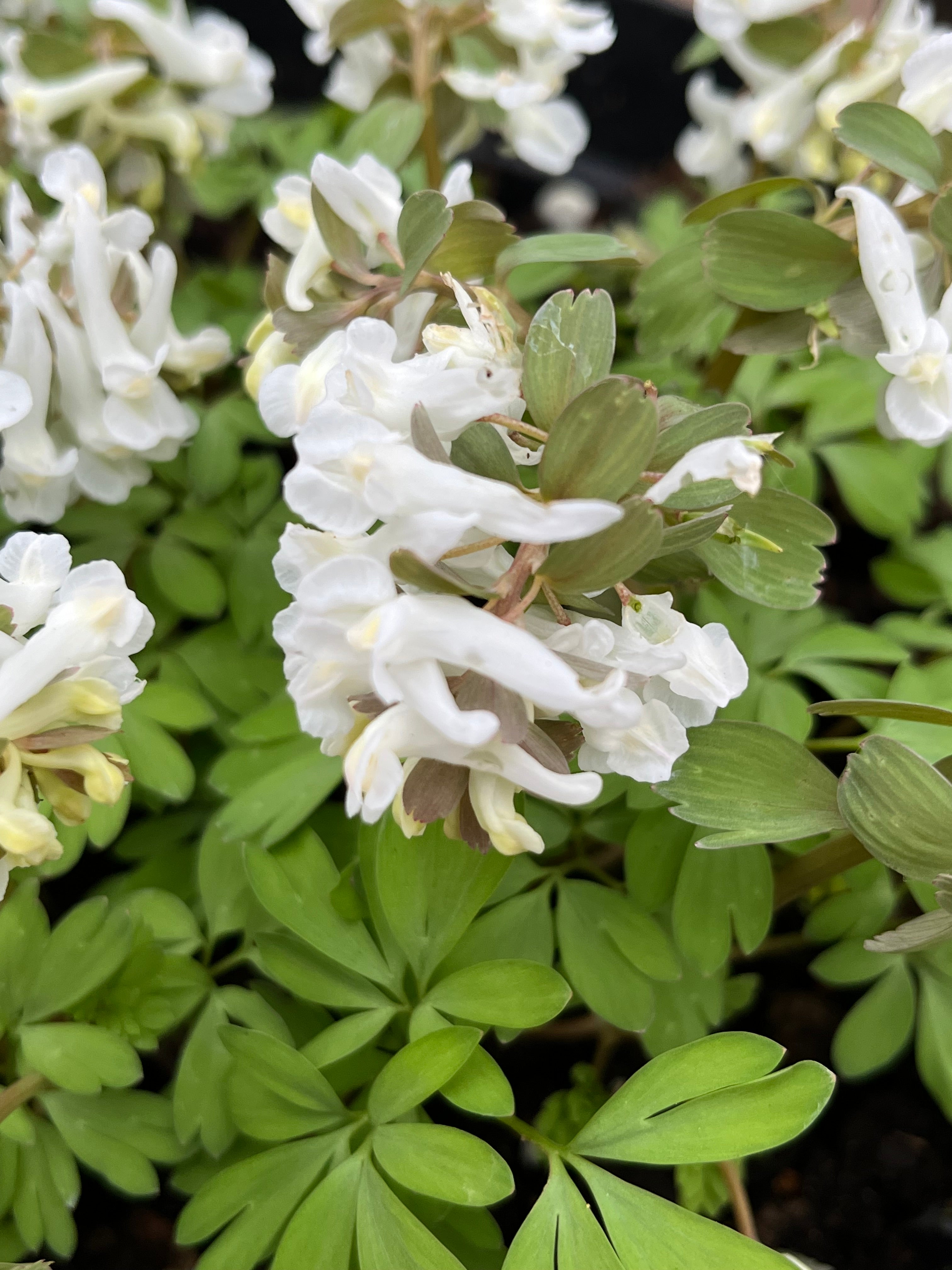 Corydalis solida &#39;White Swallow&#39;