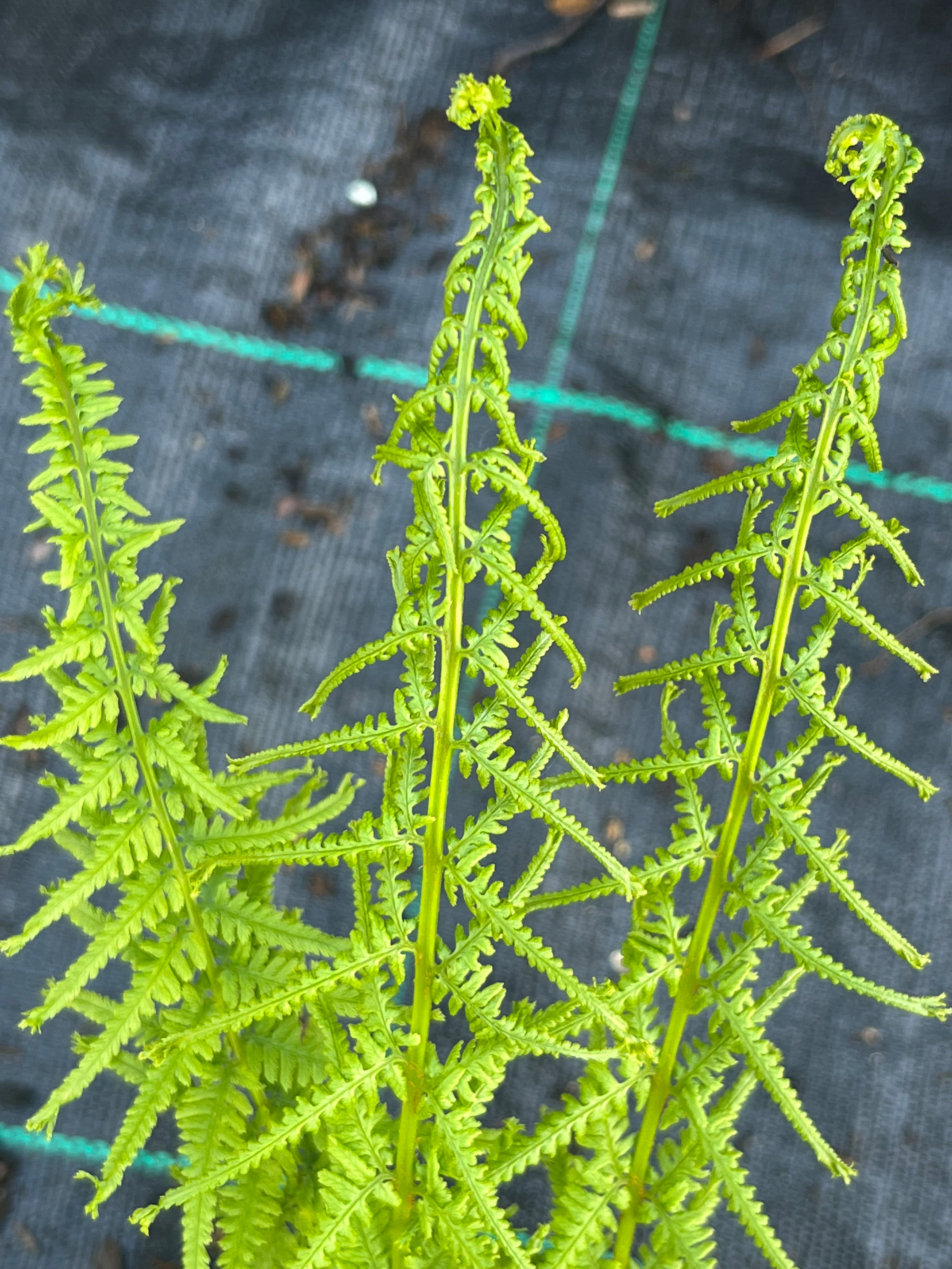 Athyrium filix-femina &#39;Victoriae&#39;