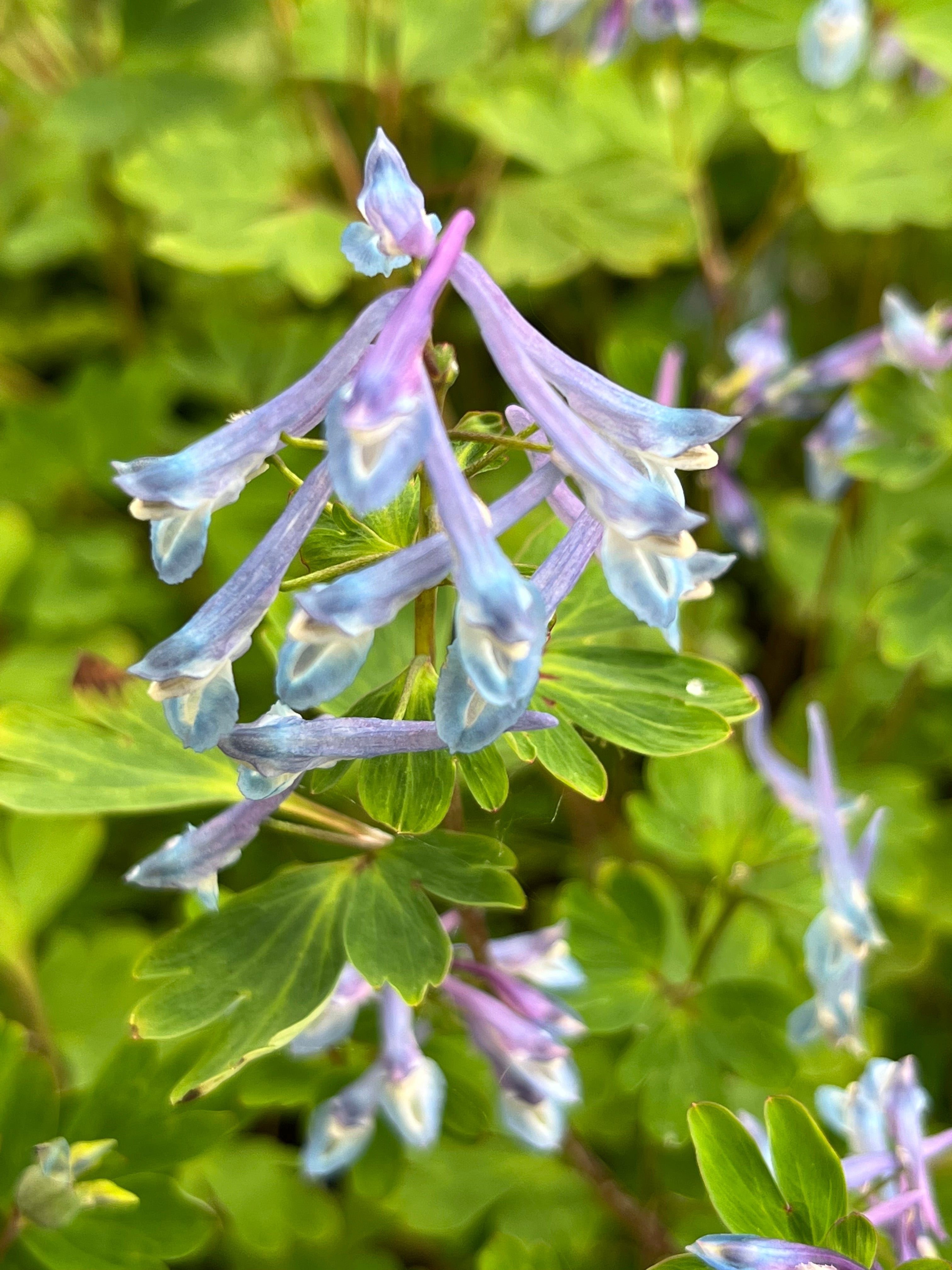 Corydalis omeiana