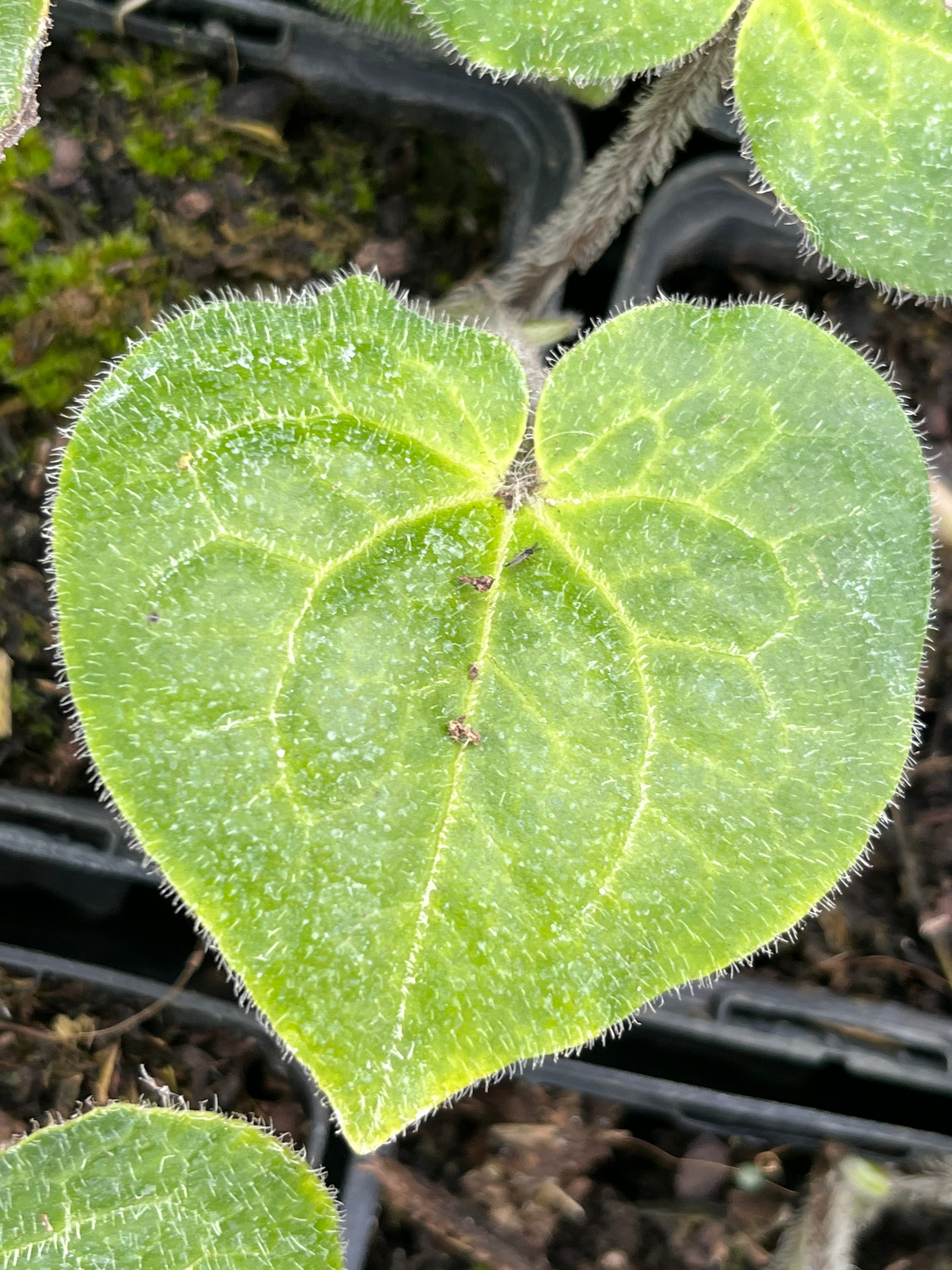 Asarum pulchellum