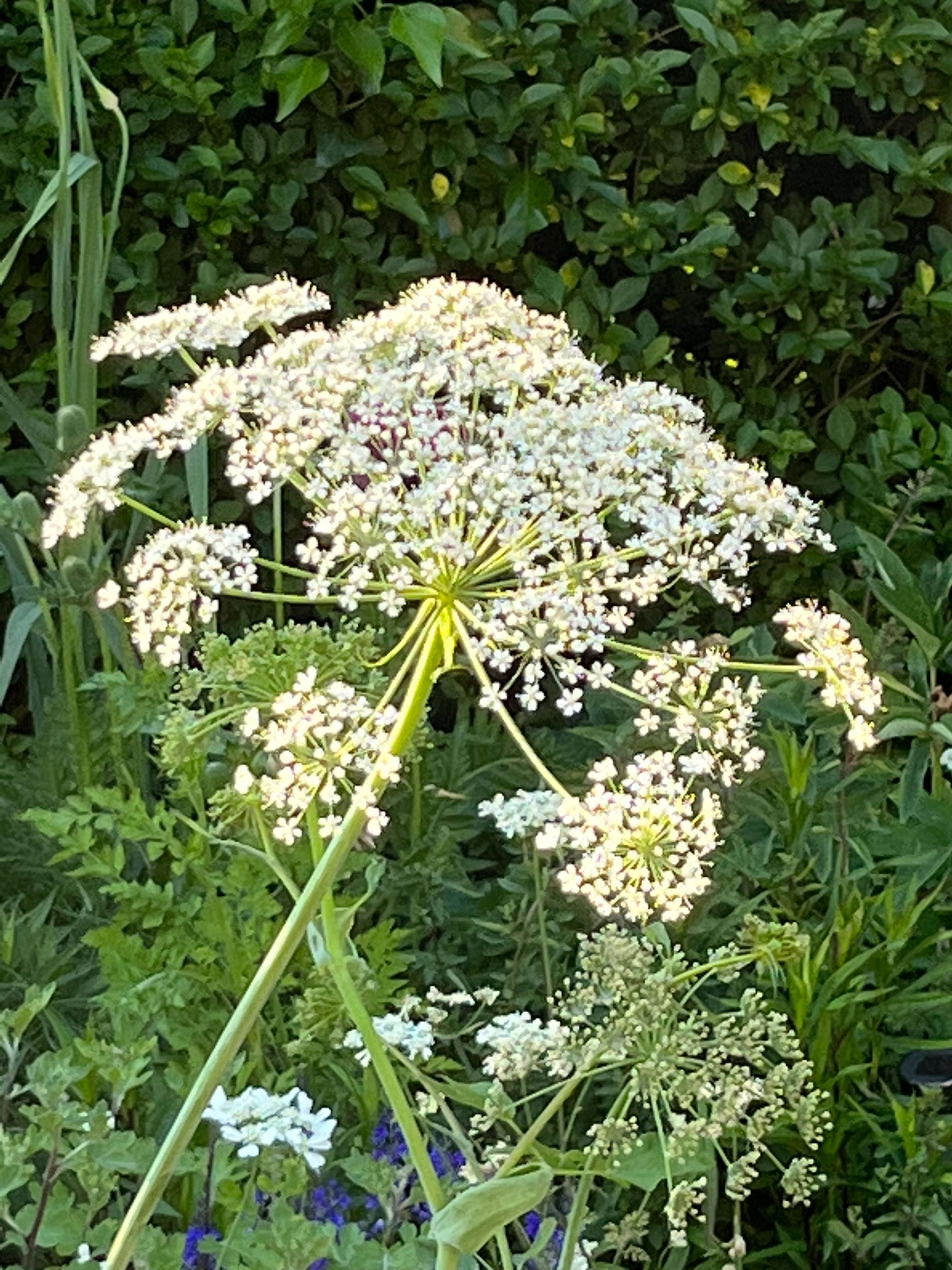 Laserpitium latifolium