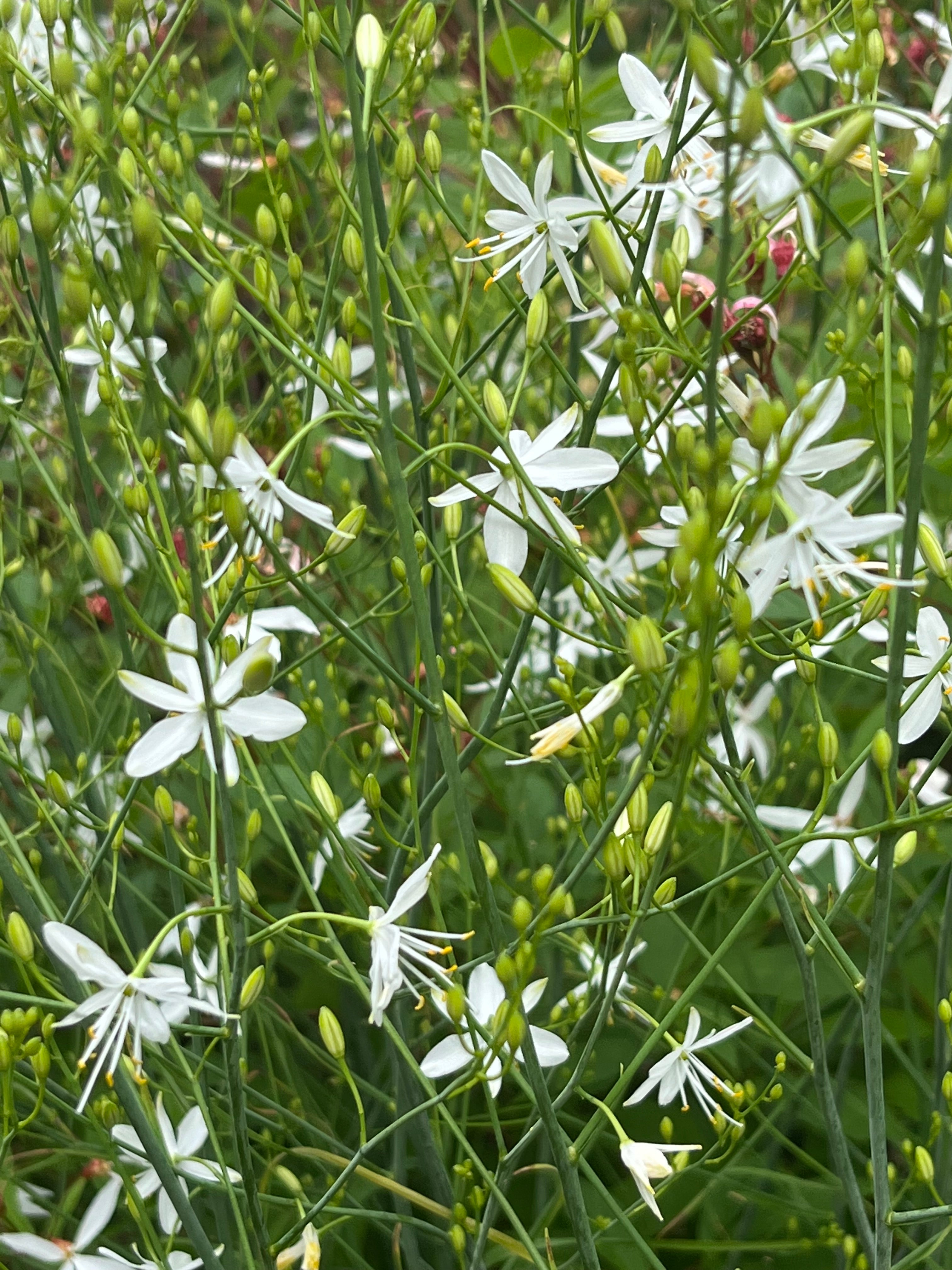 Anthericum ramosum