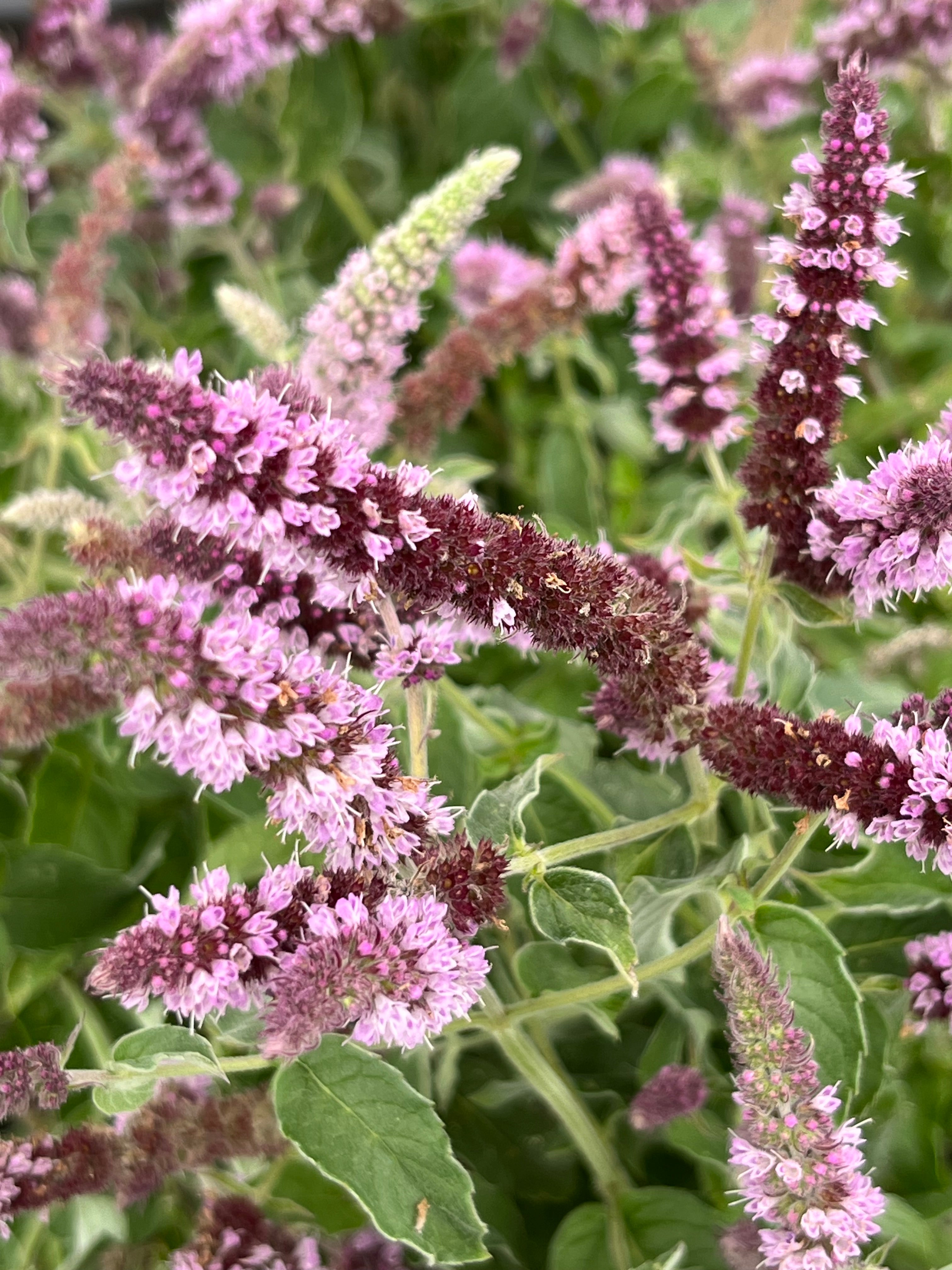 Mentha longifolia 'Vaik'