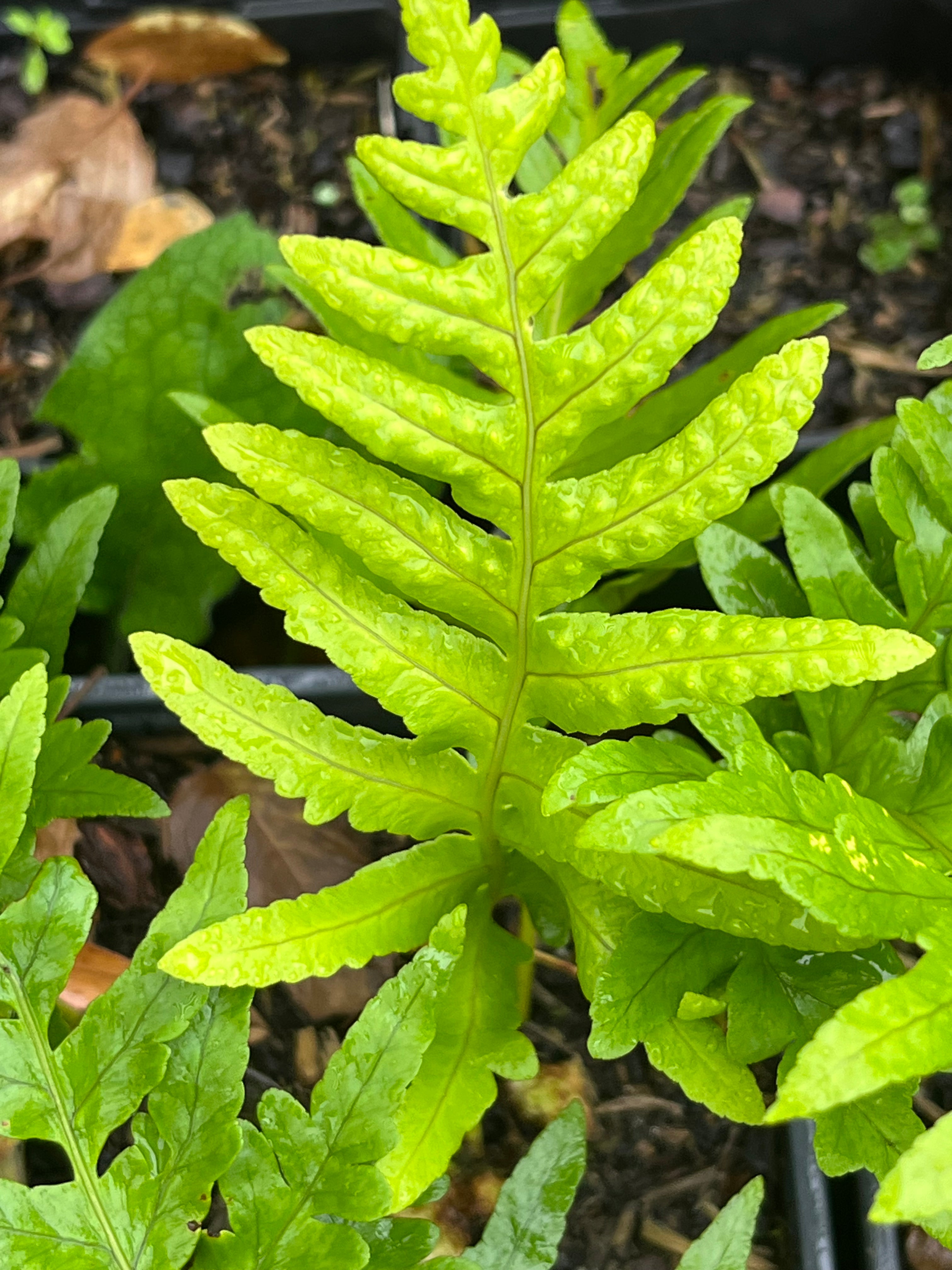 Polypodium cambricum &#39;Jubilee&#39;