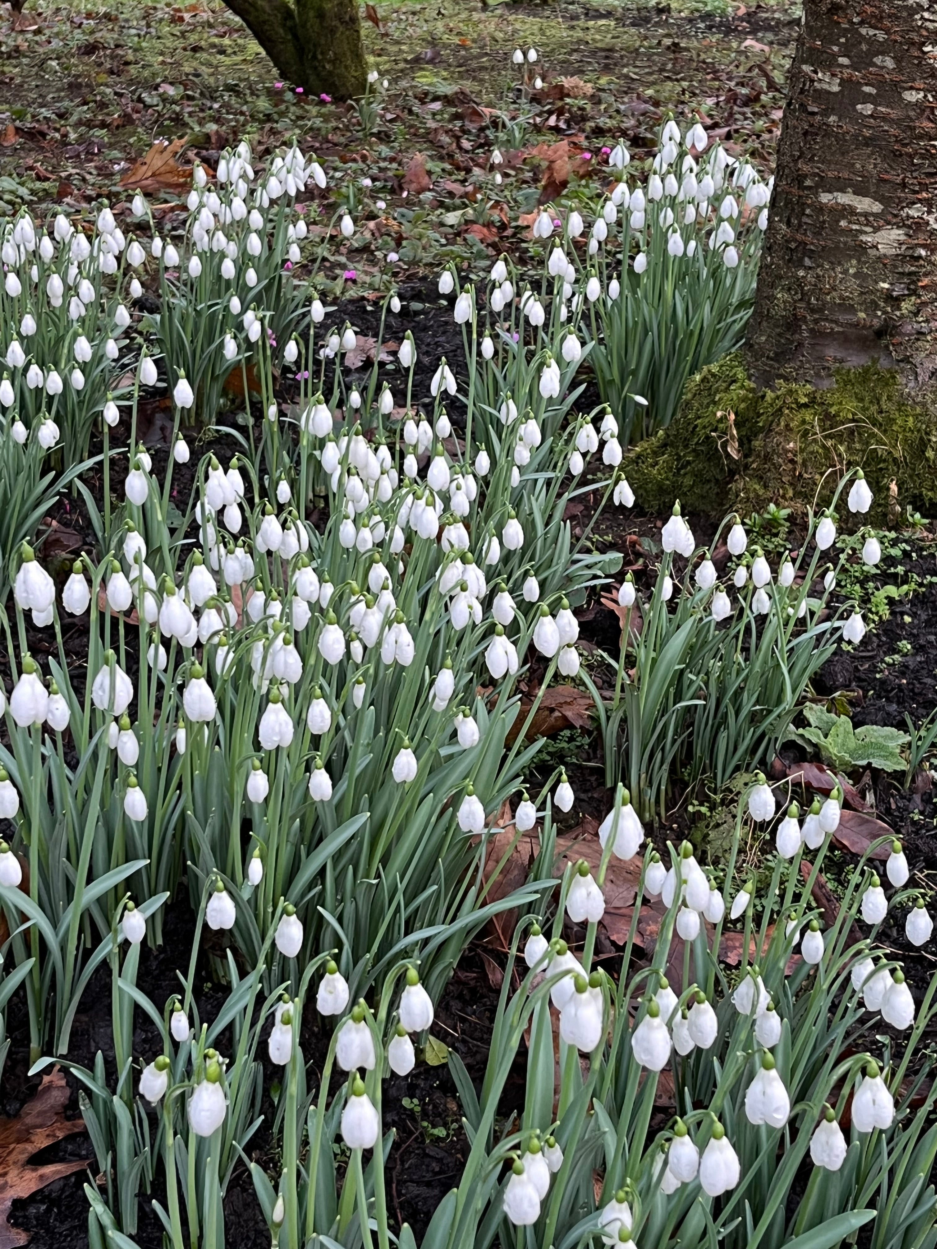Galanthus ‘Brenda Troyle’