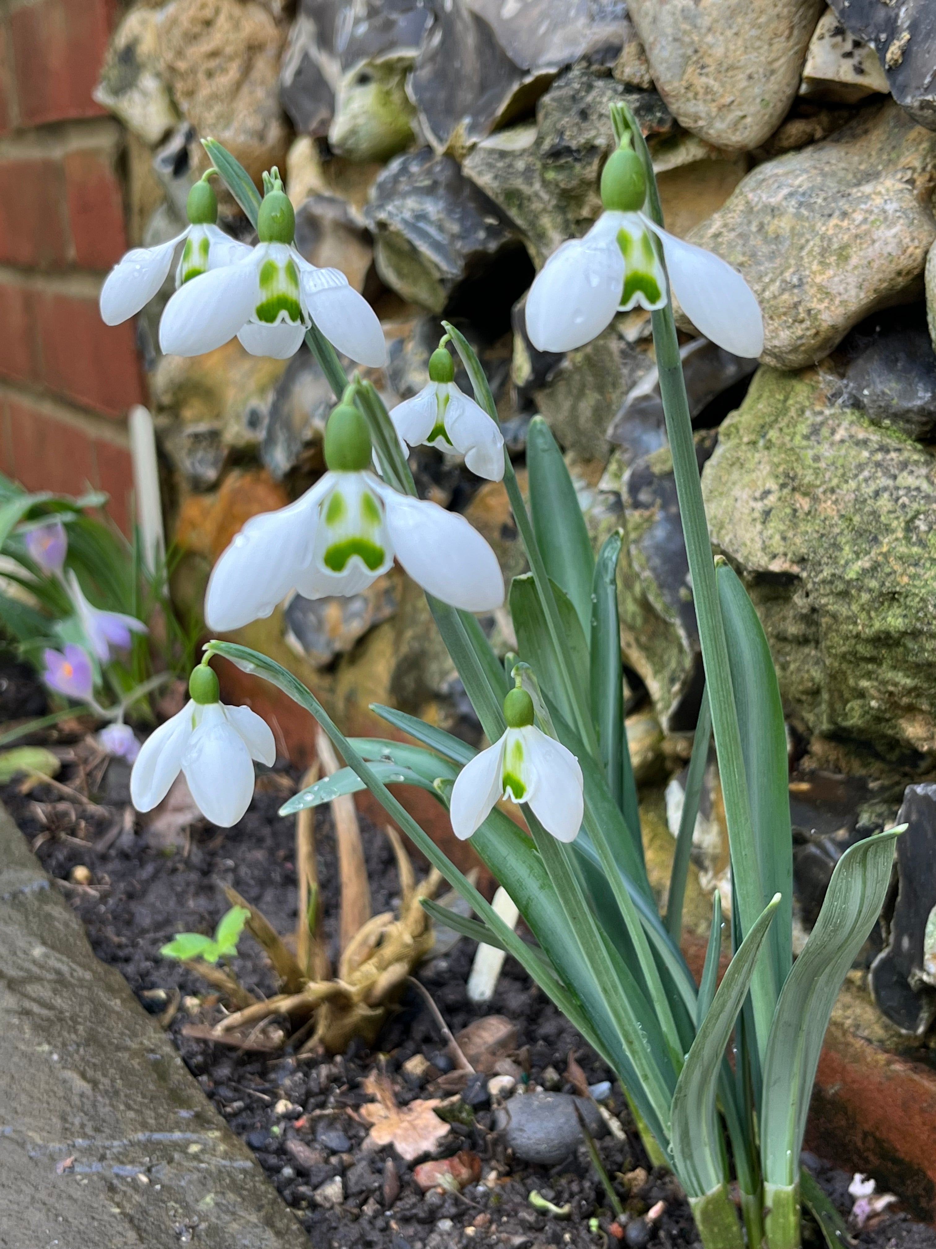 Galanthus ‘Son of a Gun’