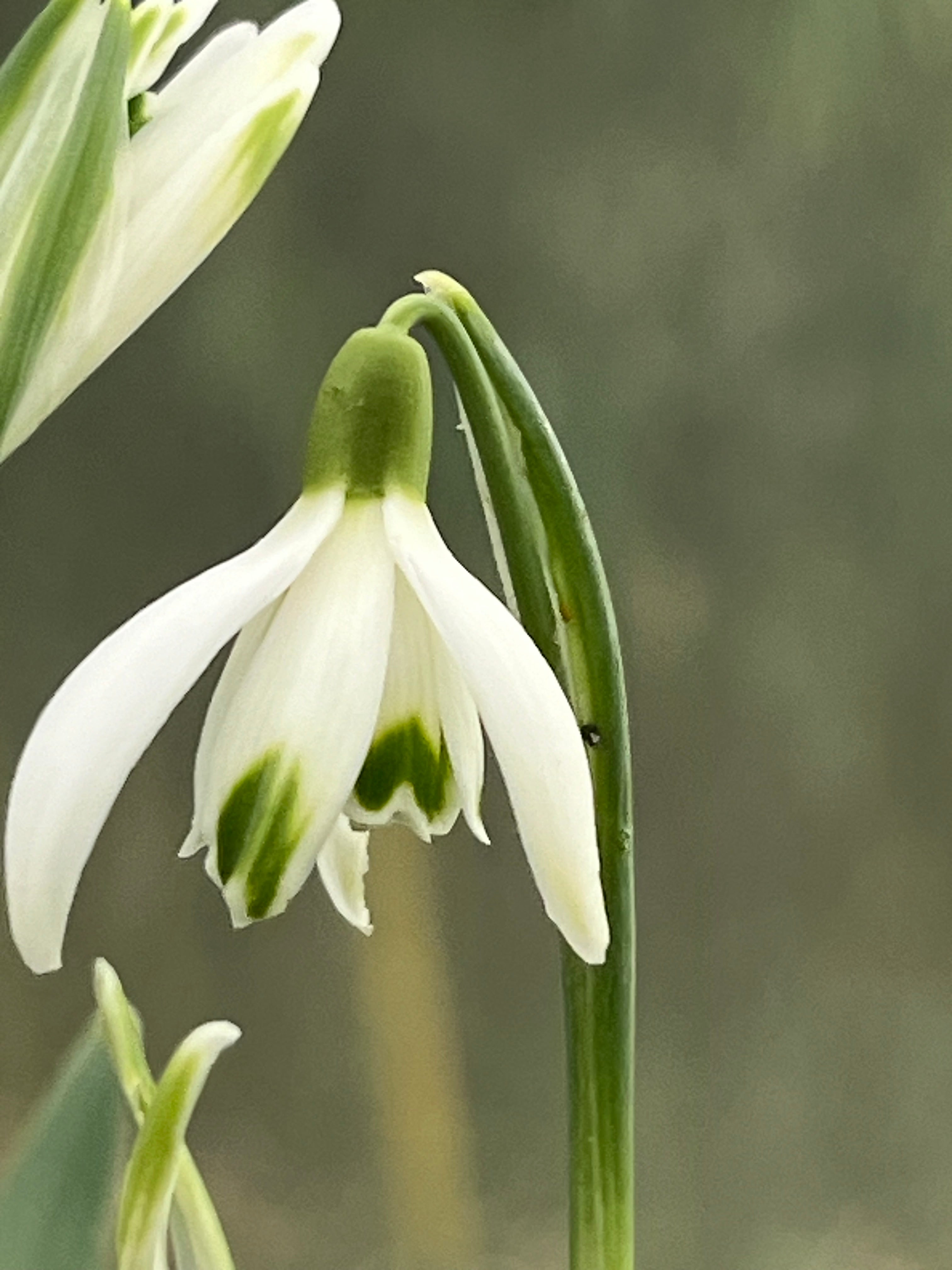 Galanthus ‘Otterhauw'