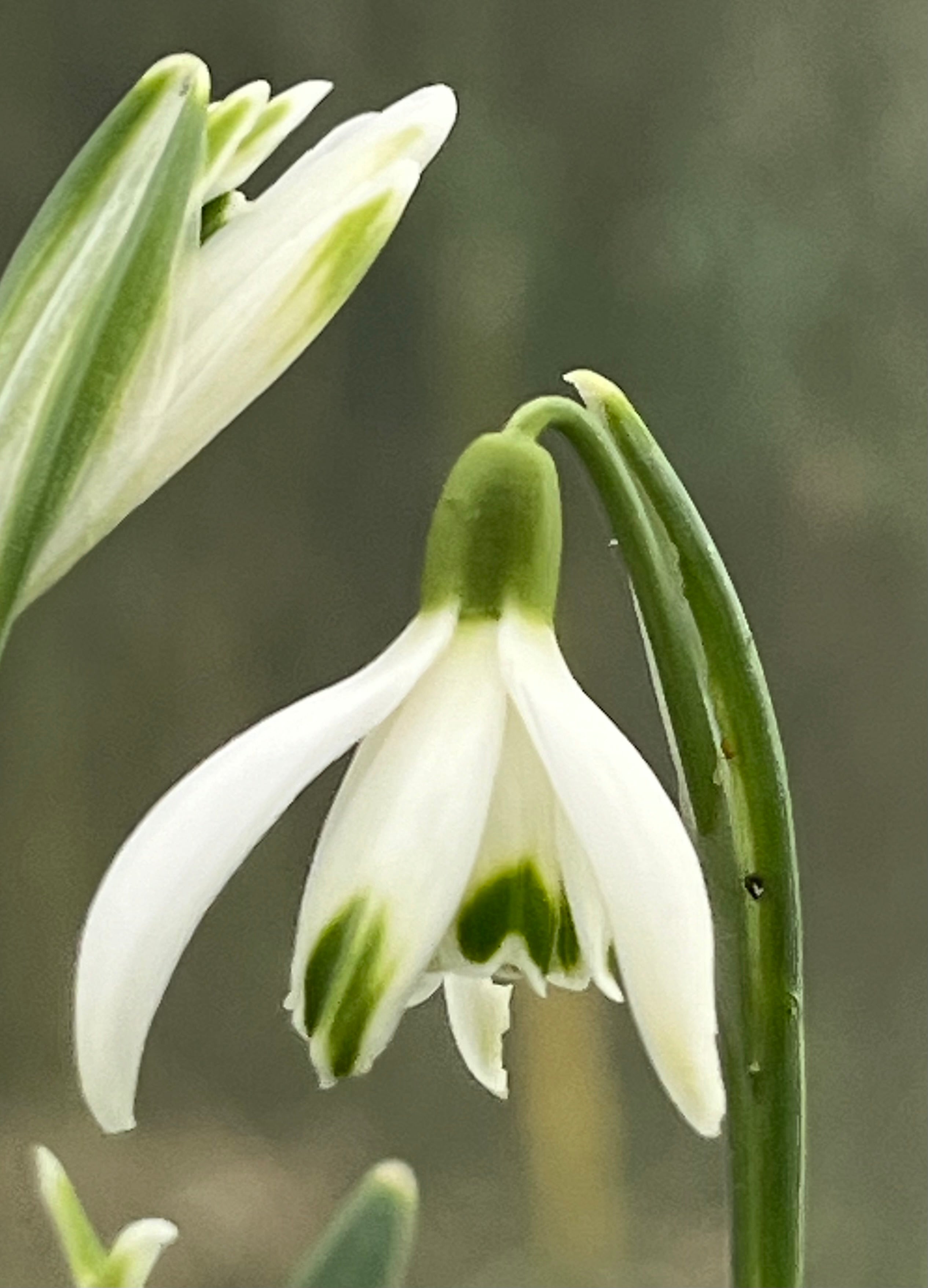 Galanthus ‘Otterhauw'