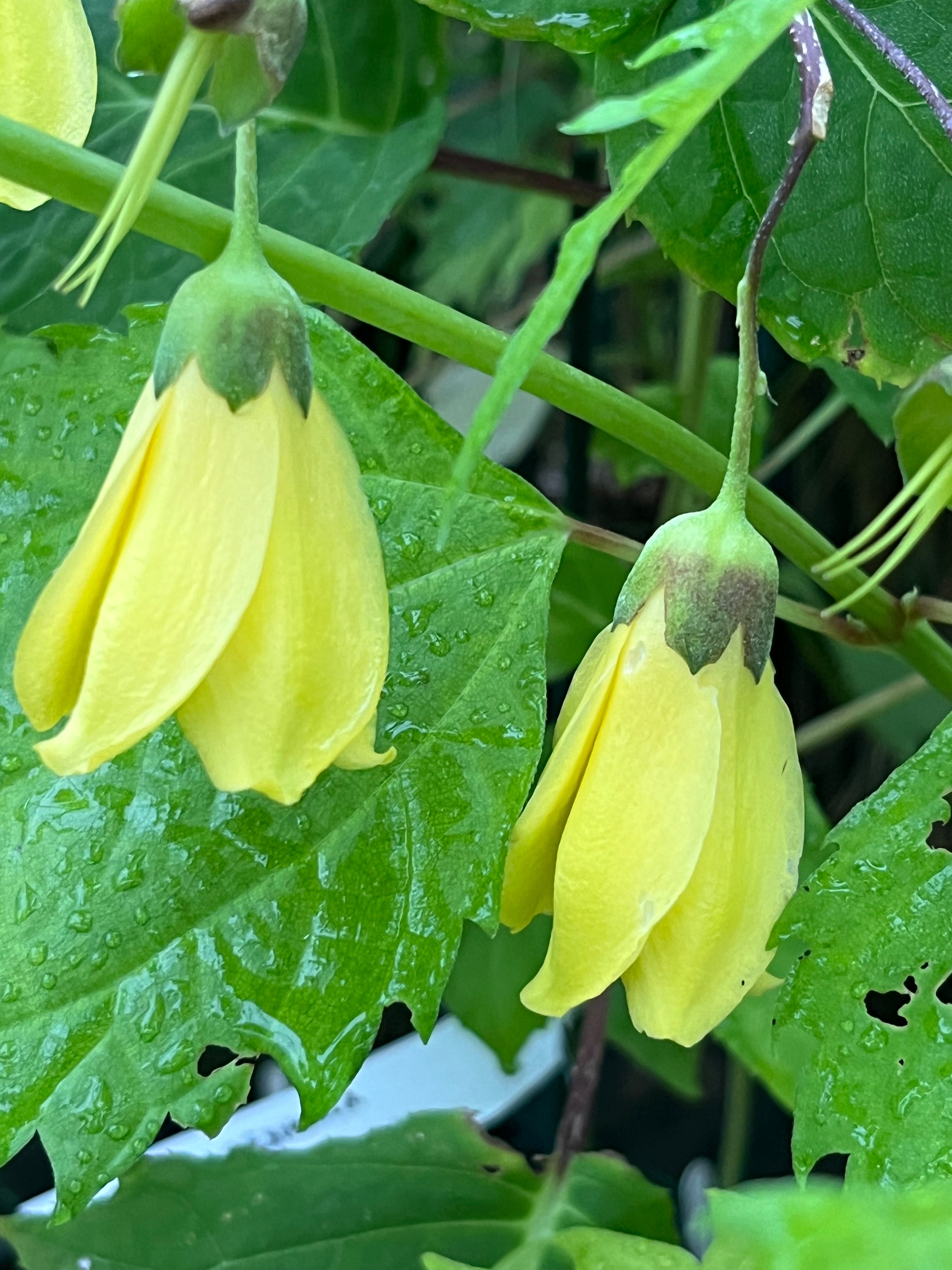 Kirengeshoma palmata Koreana Group