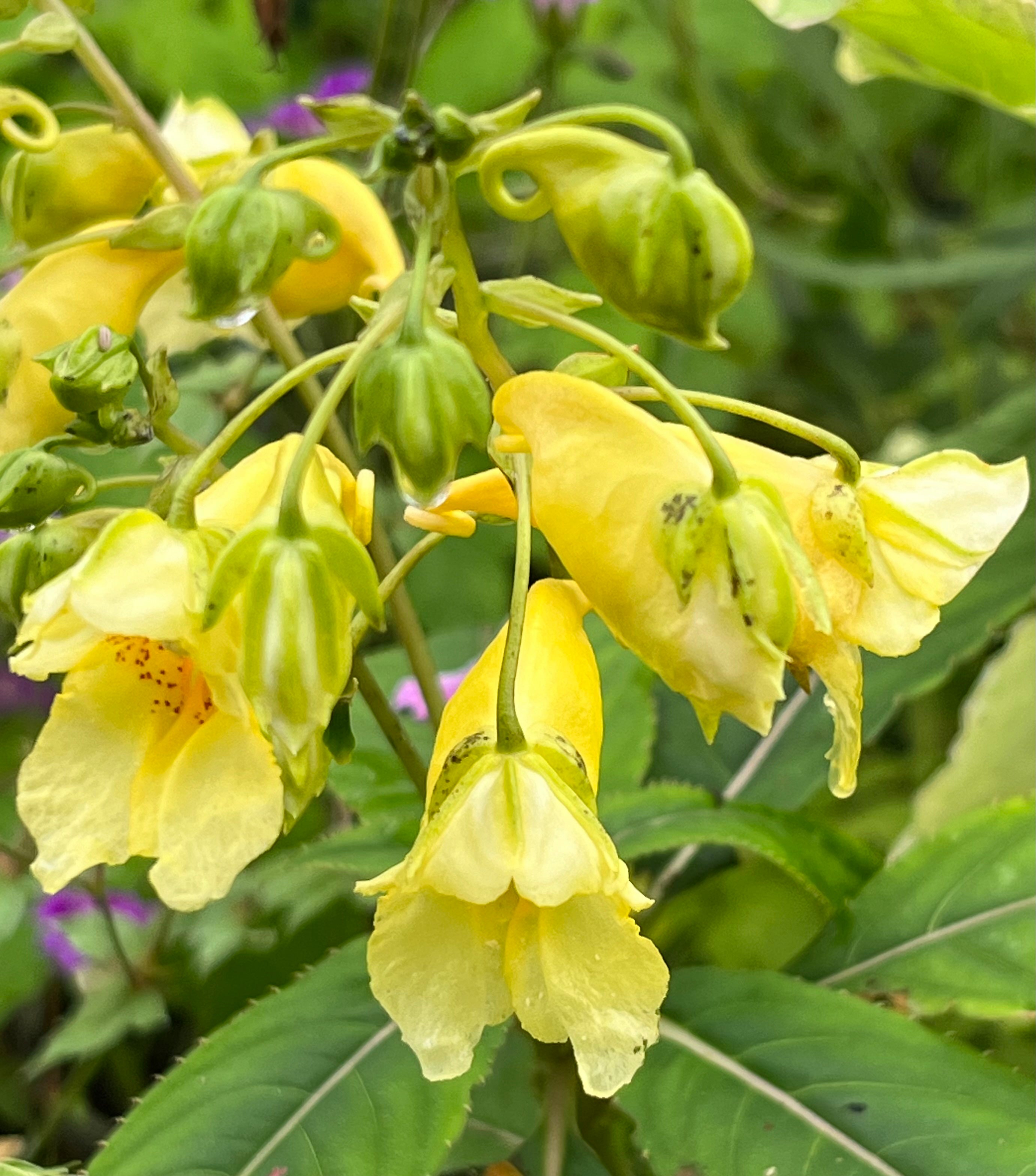 Impatiens pritzelii ‘Sichuan Gold’