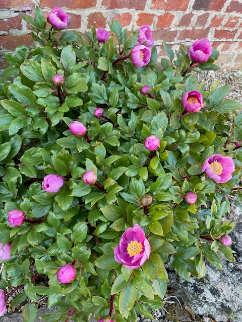 Paeonia broteri