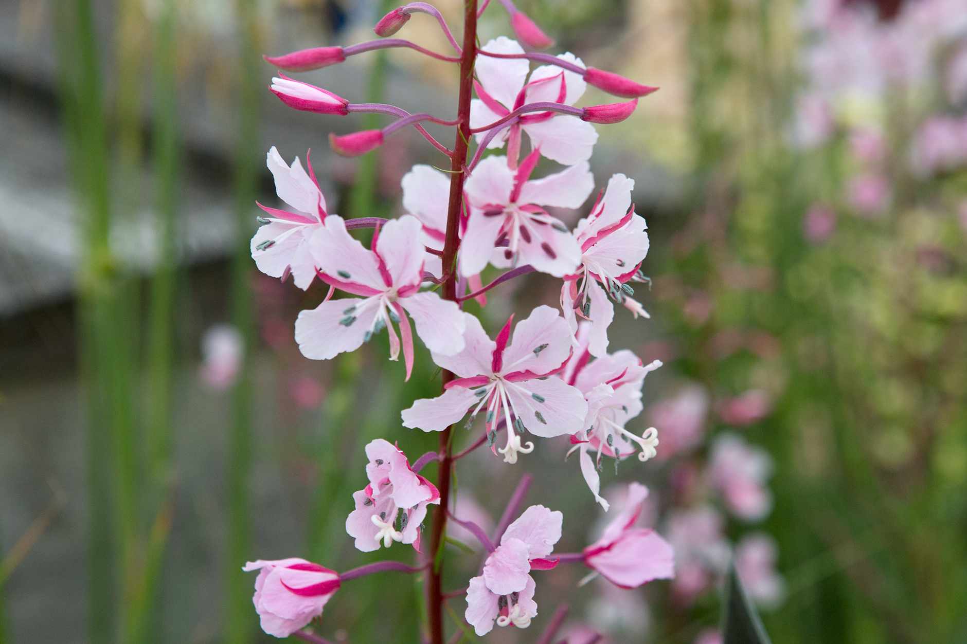 Epilobium angustifolium ‘Stahl Rose’