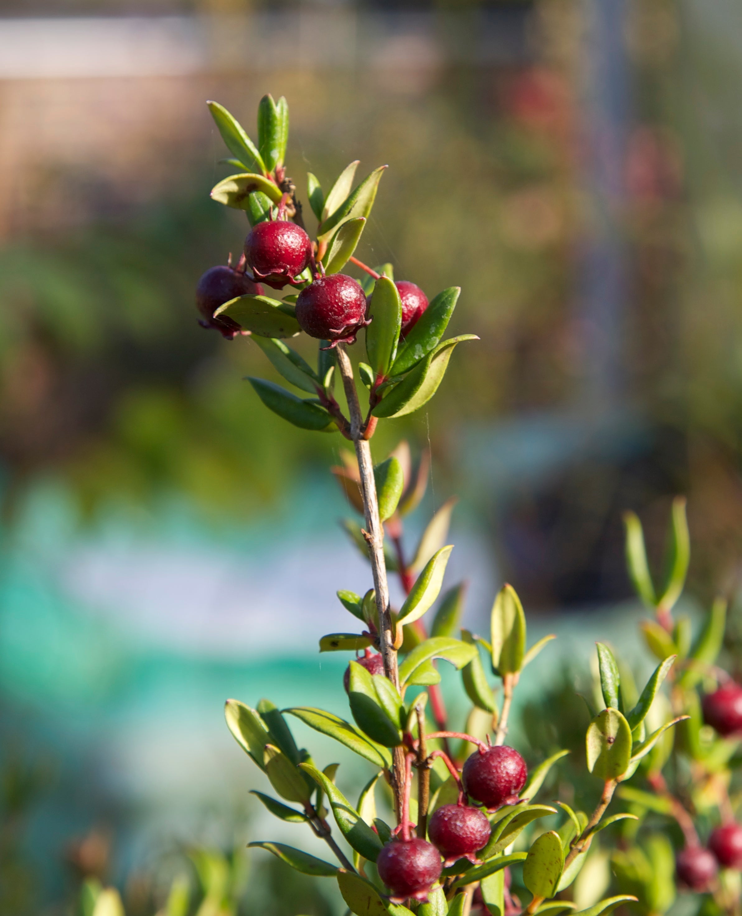 Ugni molinae &#39;Strawberries &amp; Cream&#39;