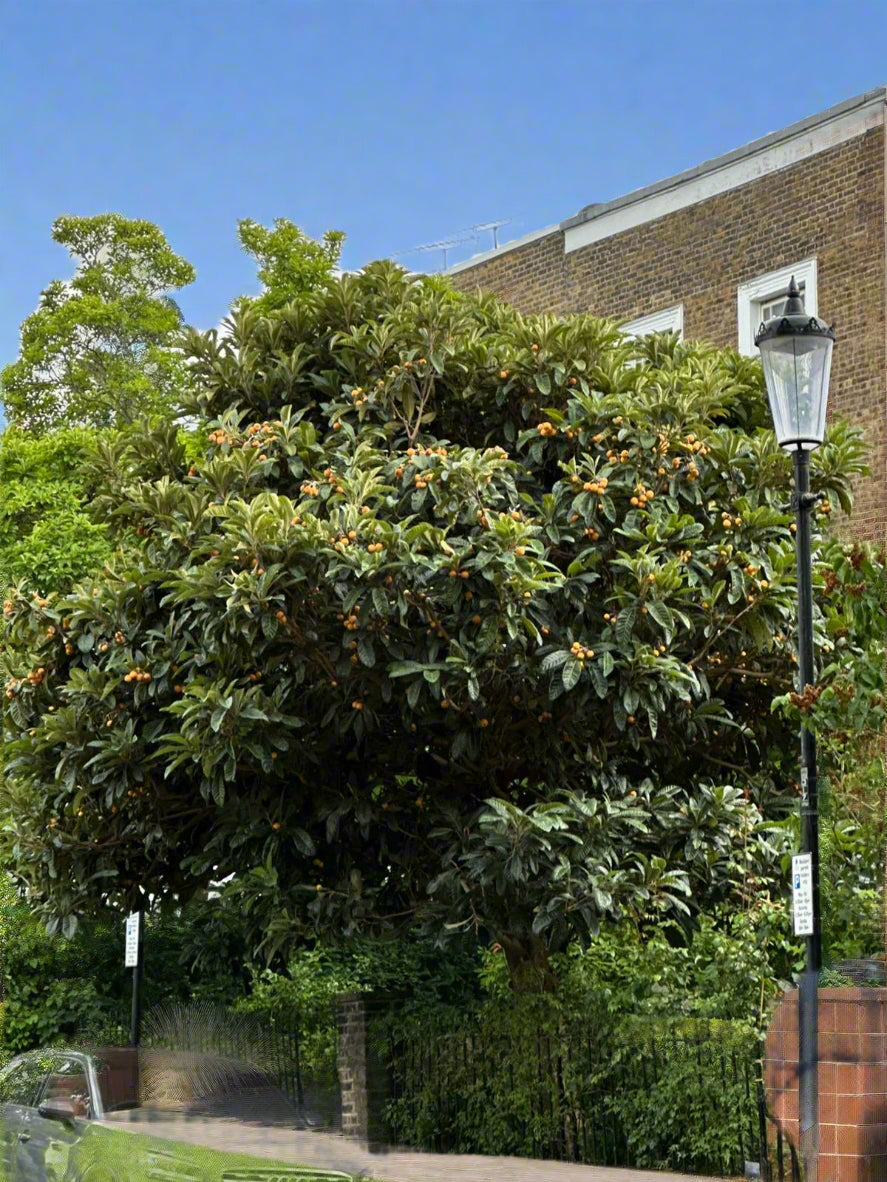 Eriobotrya japonica