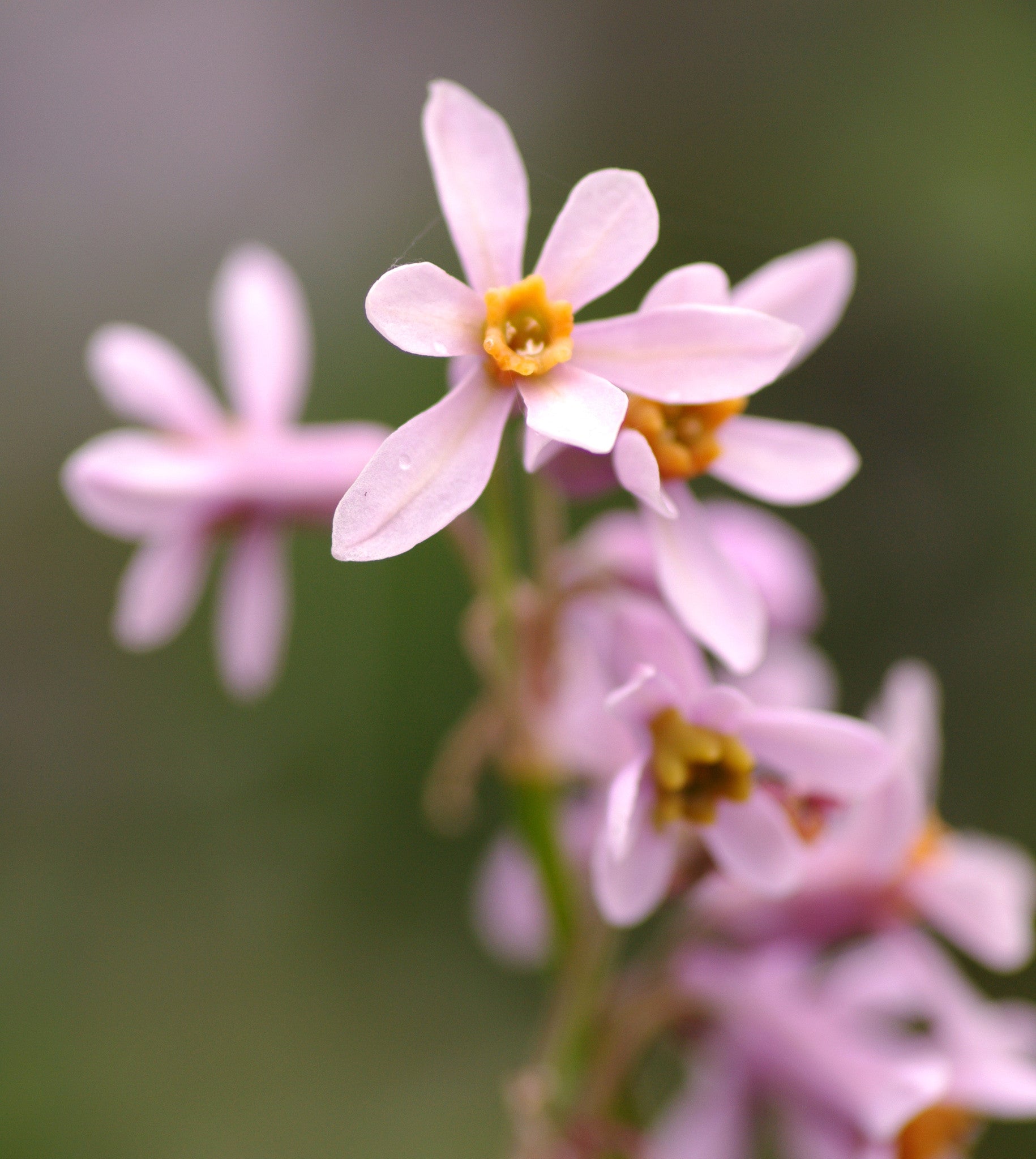 Tulbaghia natalensis