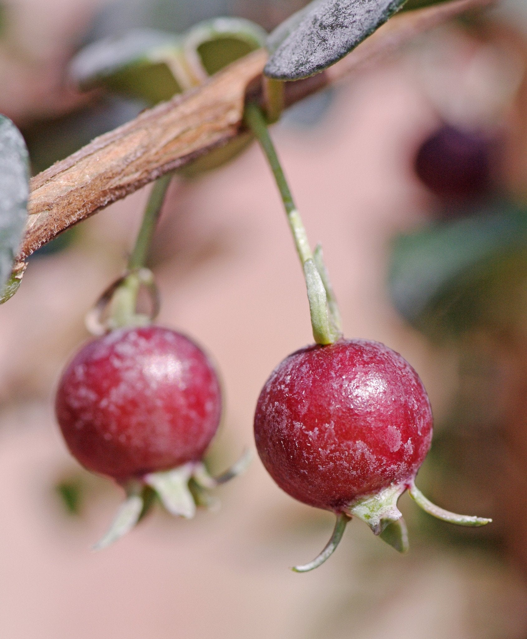 Ugni molinae 'Frampton Feast'
