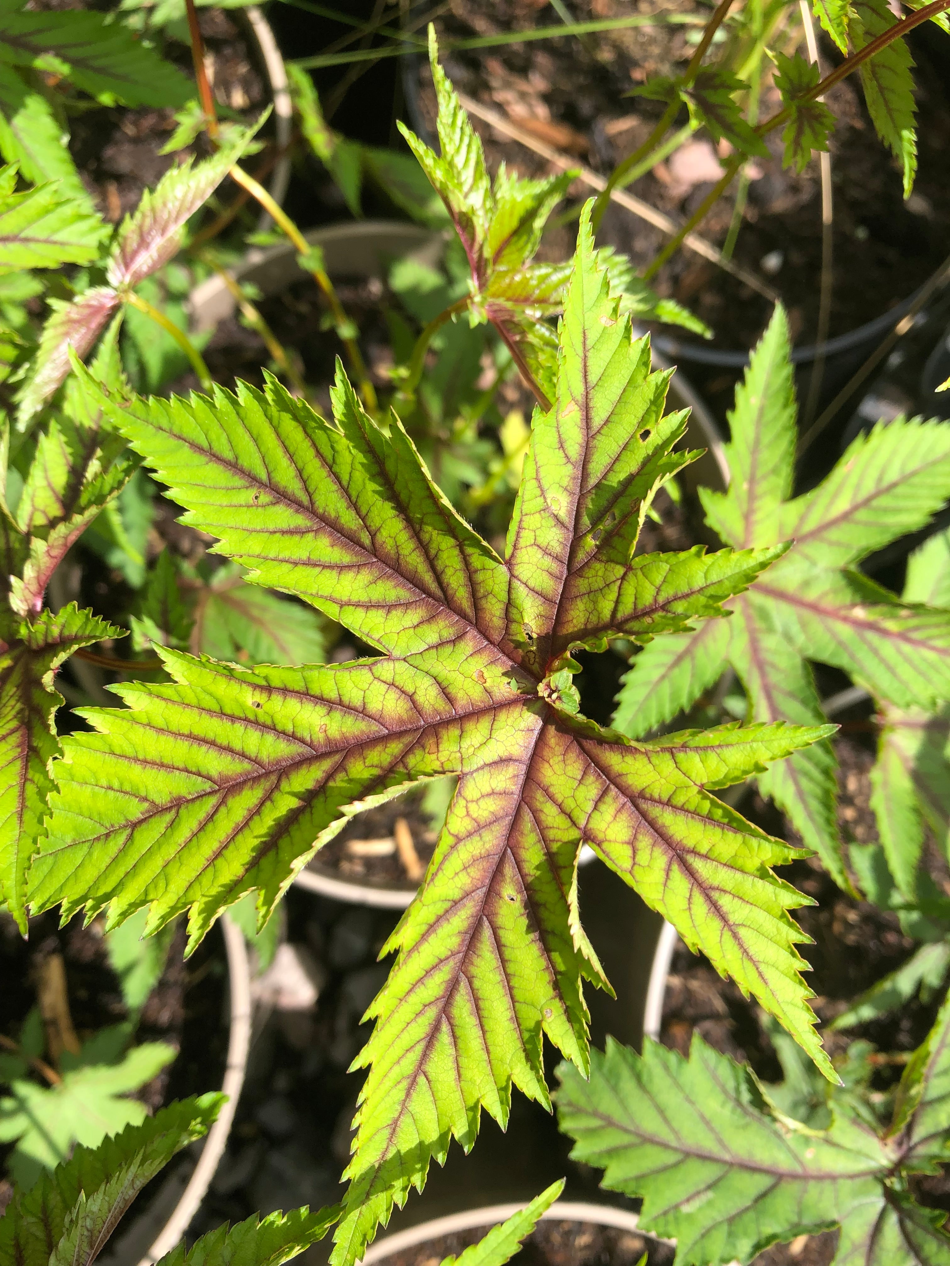 Filipendula multijuga 'Hjördis' ('Red Umbrellas')