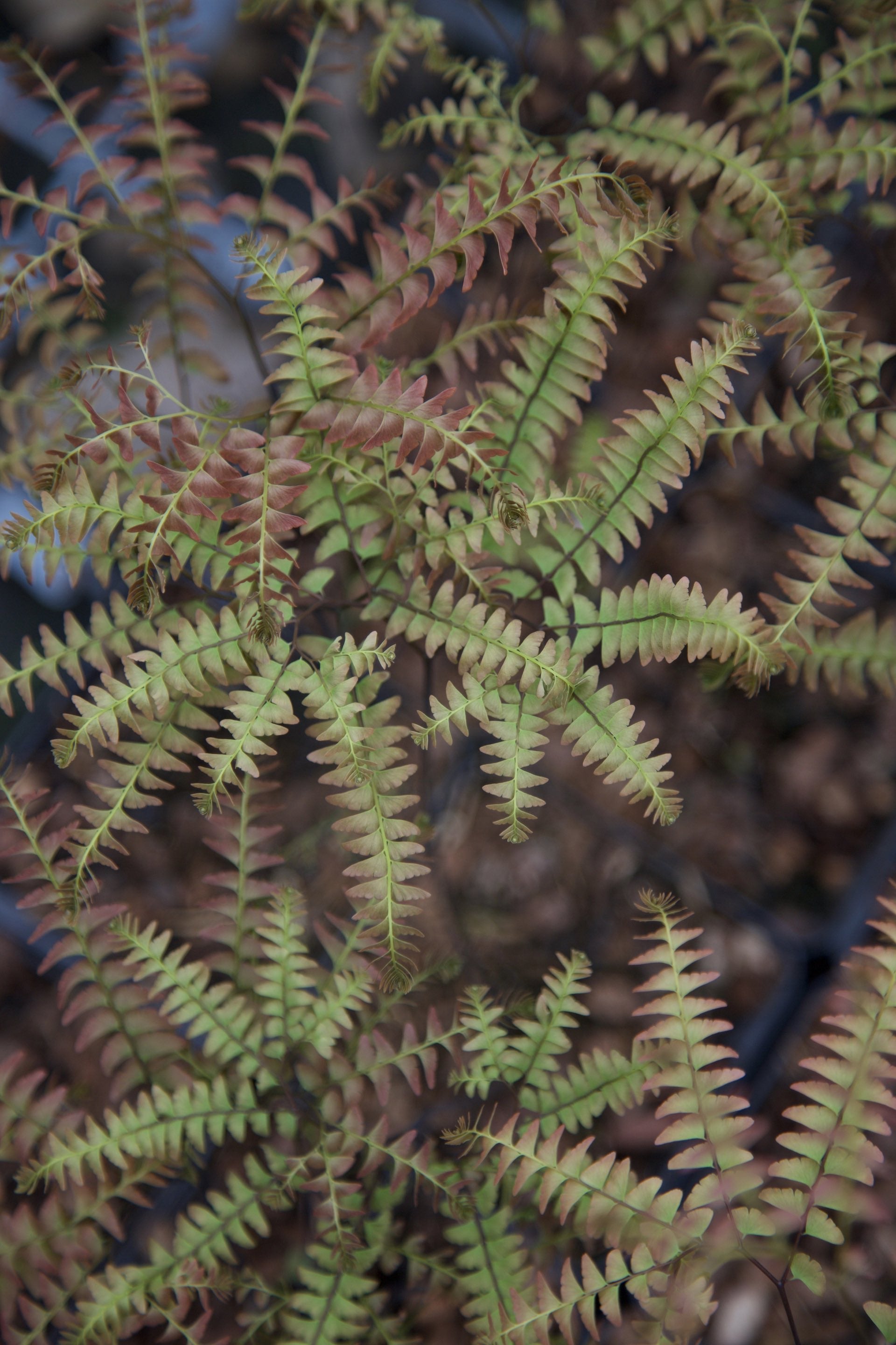 Adiantum pedatum 'Japonicum'
