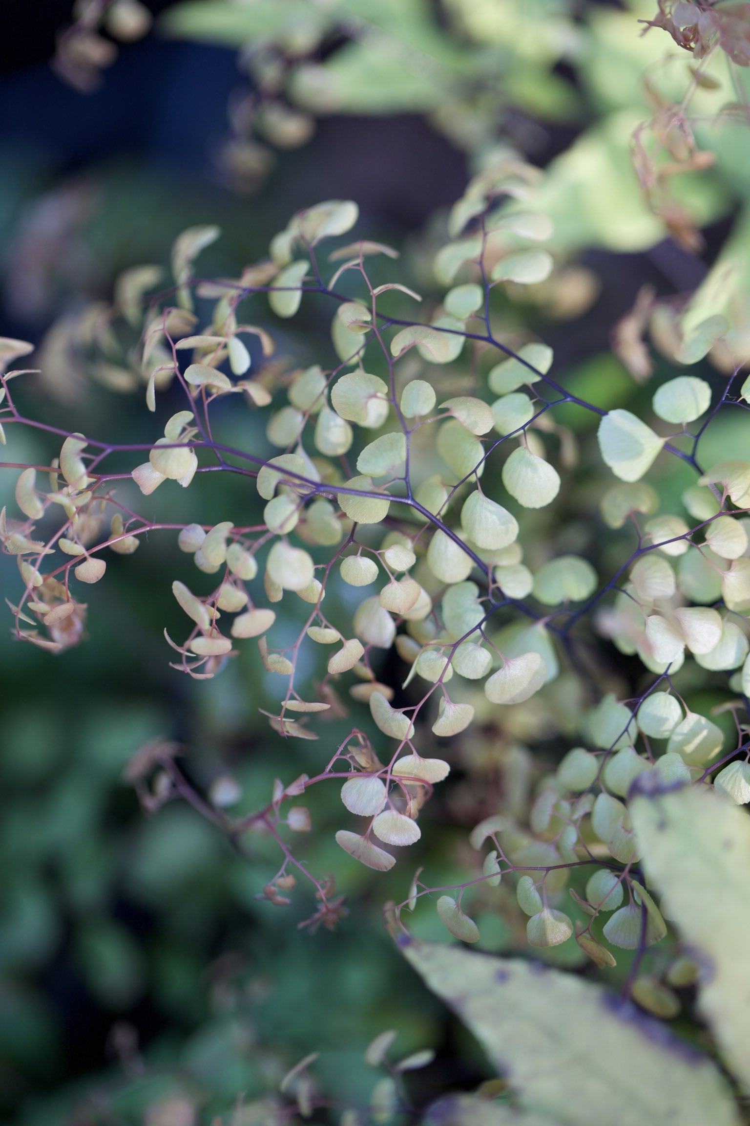 Adiantum venustum (tibeticum)