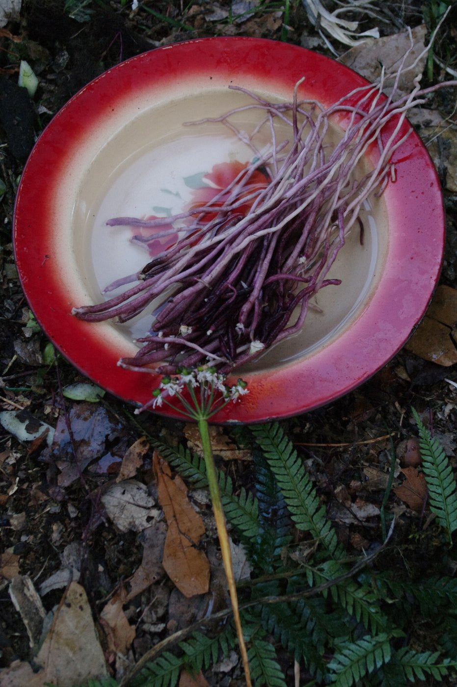 Allium wallichii