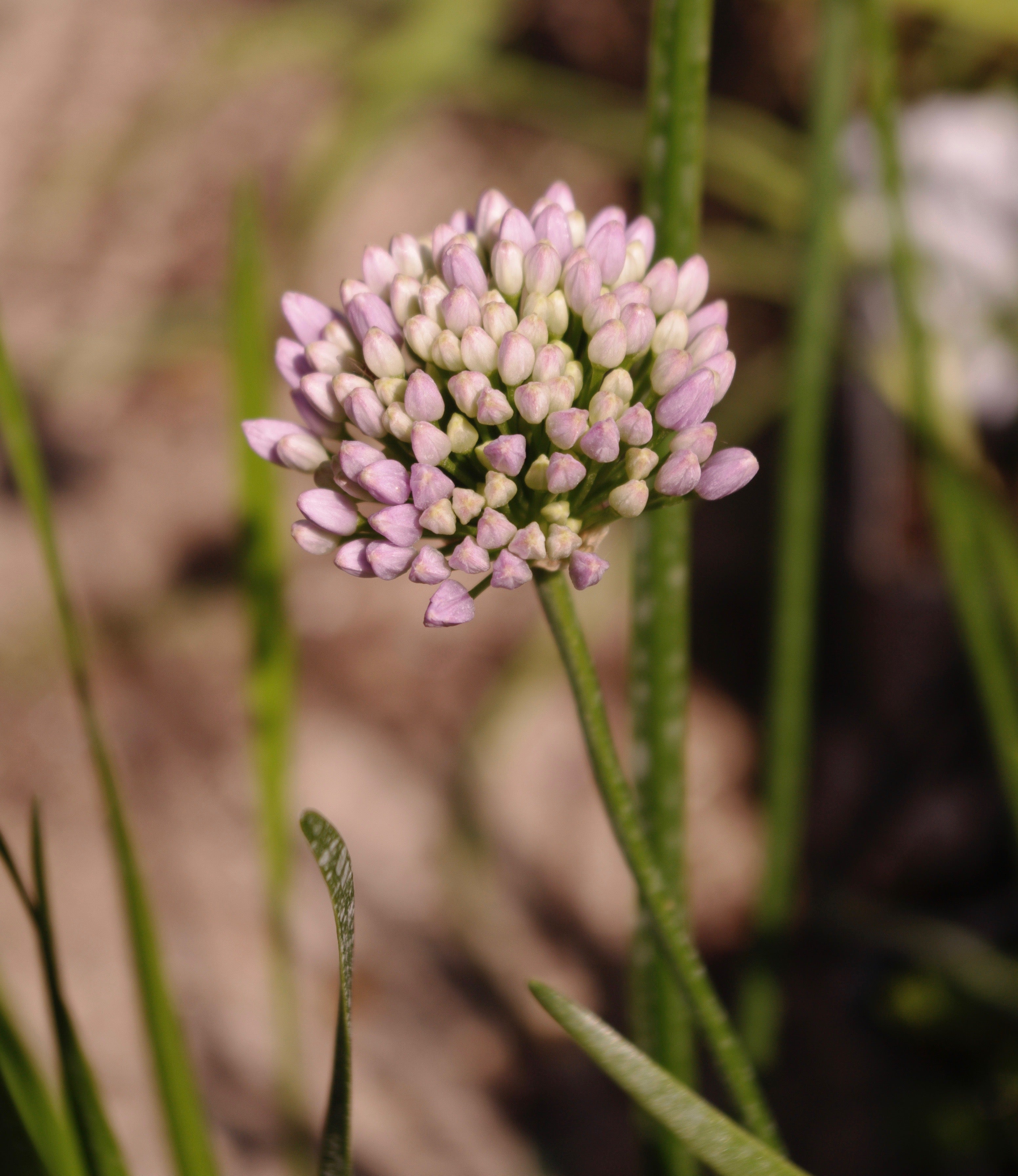 Allium senescens &#39;Lisa Green&#39;