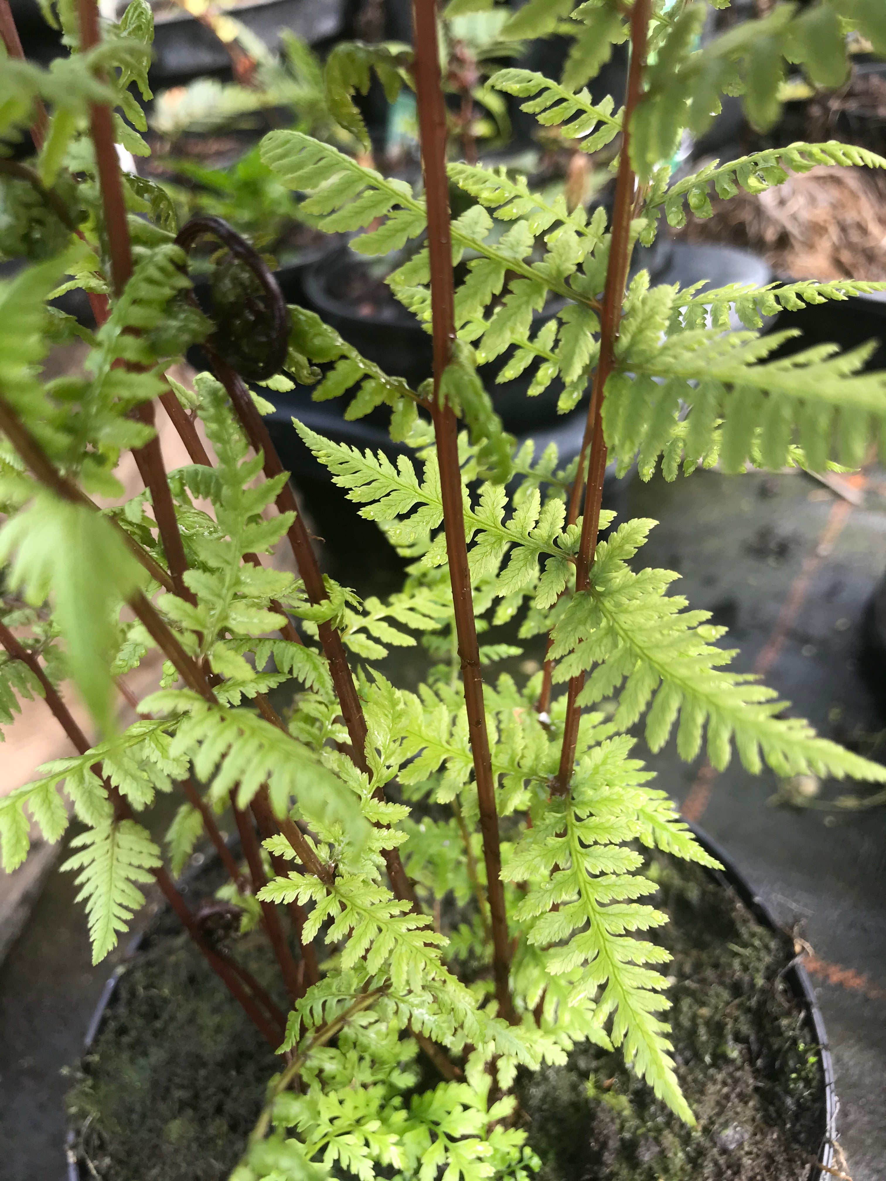 Athyrium filix-femina subsp. angustum f. rubellum ‘Lady in Red’