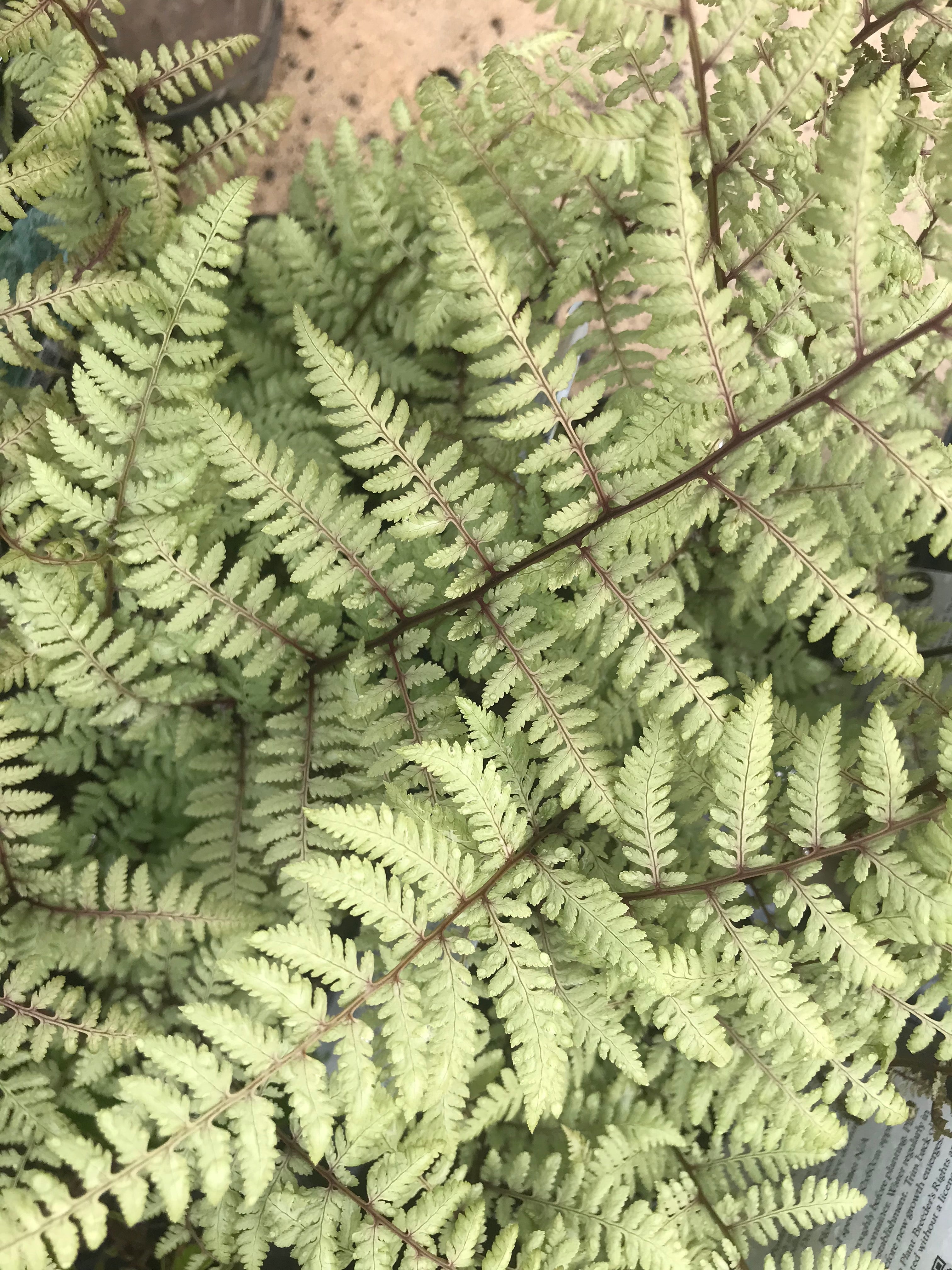 Athyrium x 'Ghost'